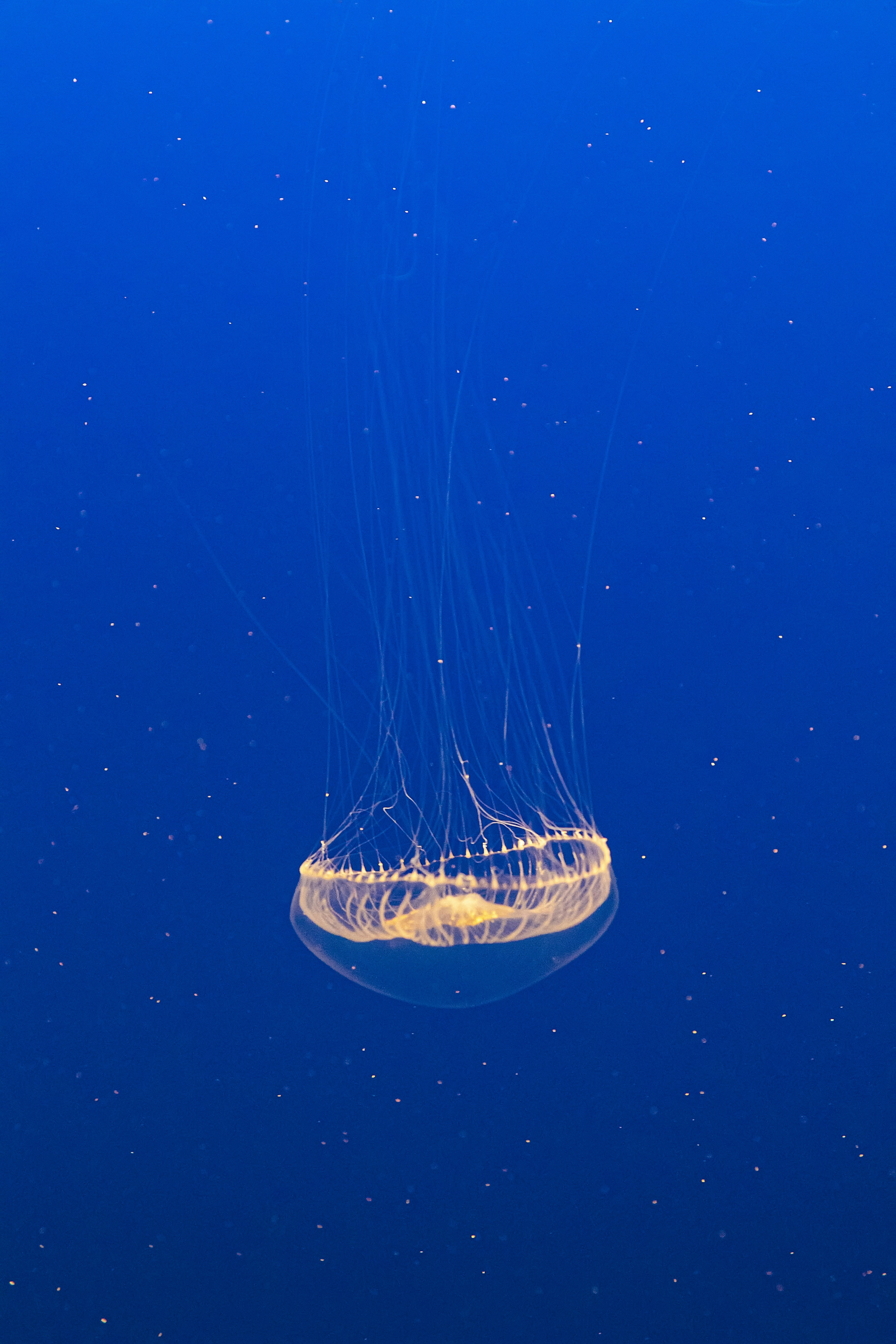 Jellyfish in Deep Blue Water