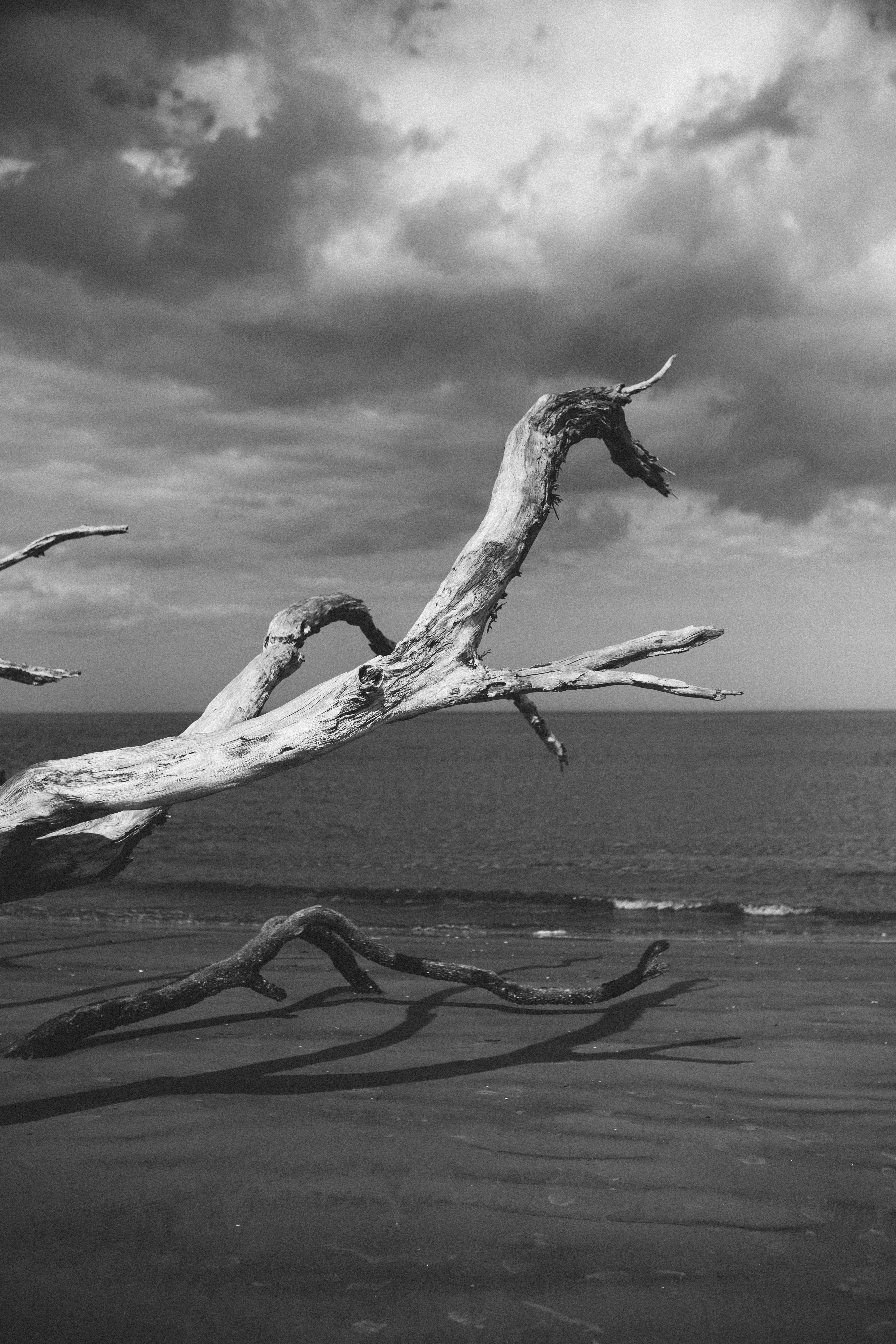 Driftwood on Seashore Under Cloudy Sky