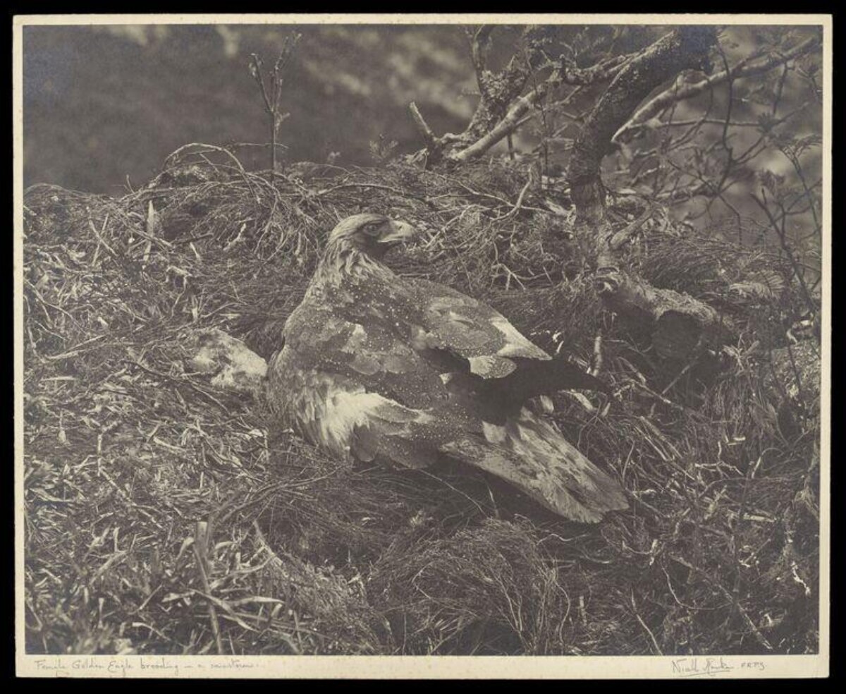Female Golden Eagle Brooding in Nest
