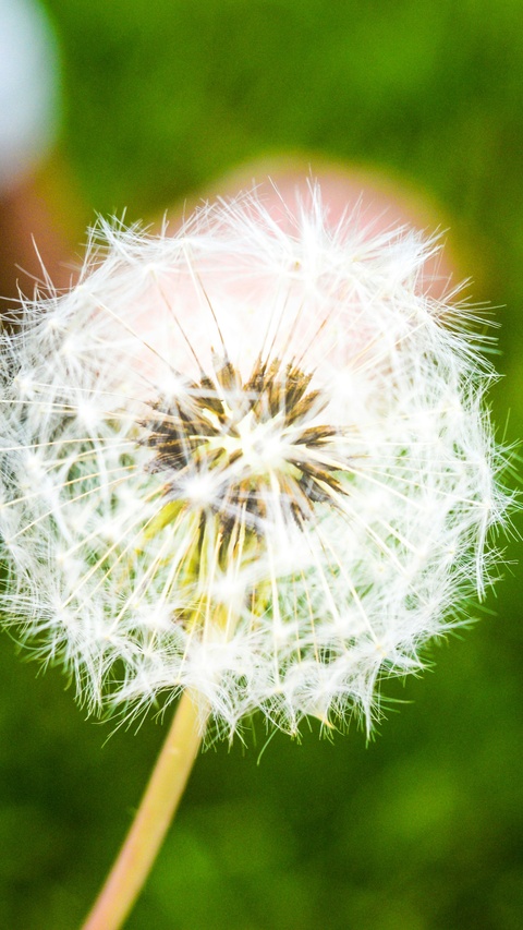 Close Up of Dandelion Seed Head