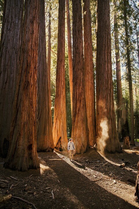 Hiker Among Giant Sequoia Trees