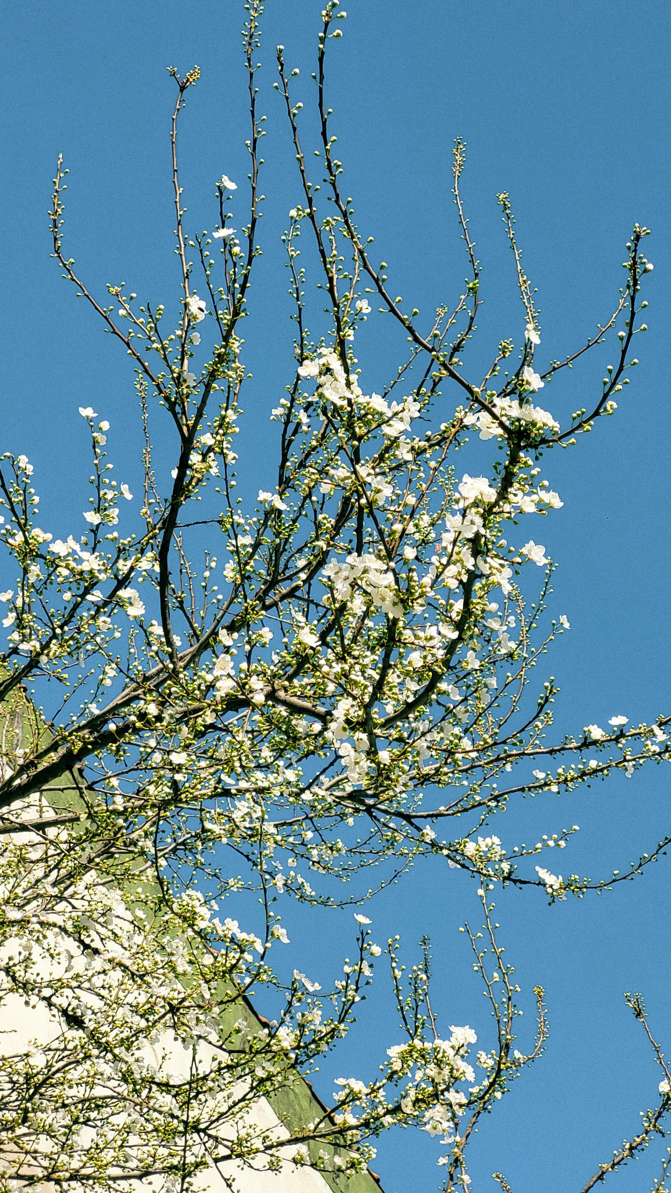 White Blossom Tree Under Blue Sky