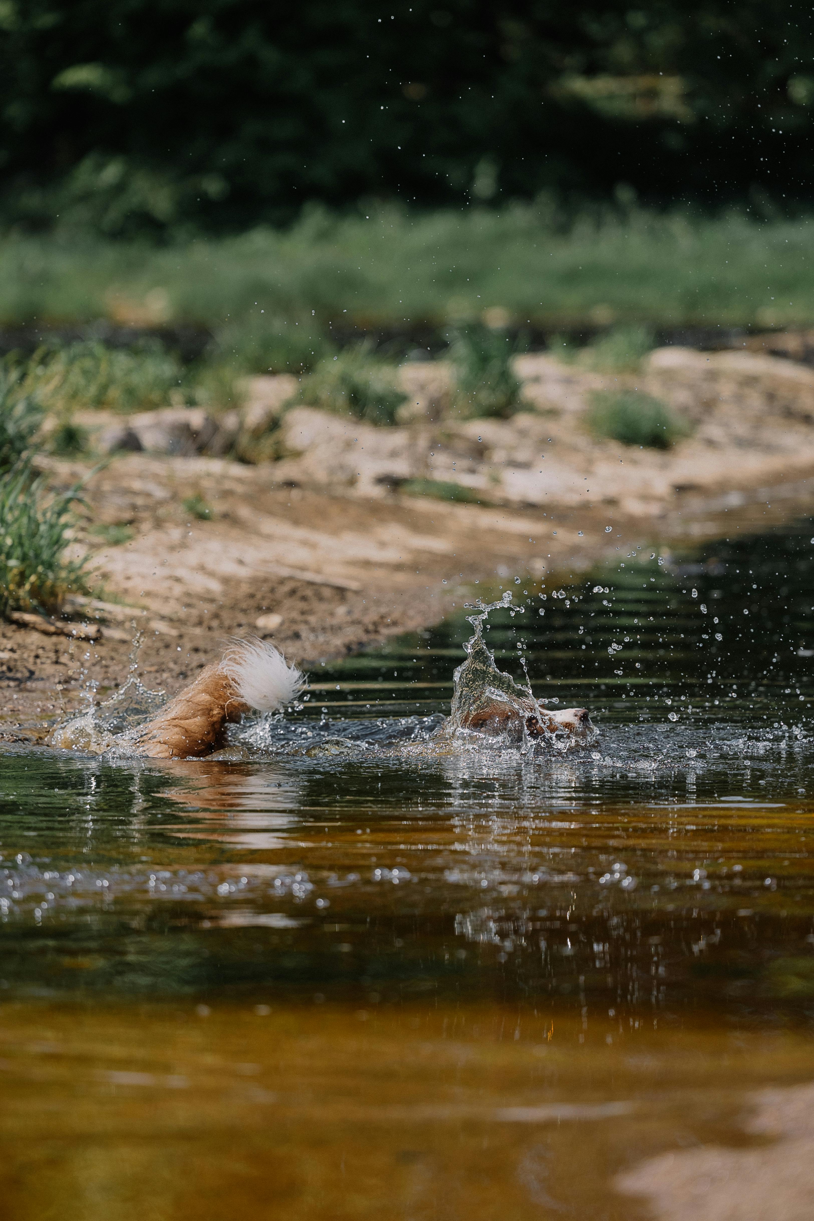 Brown and White Dog Swimming in River
