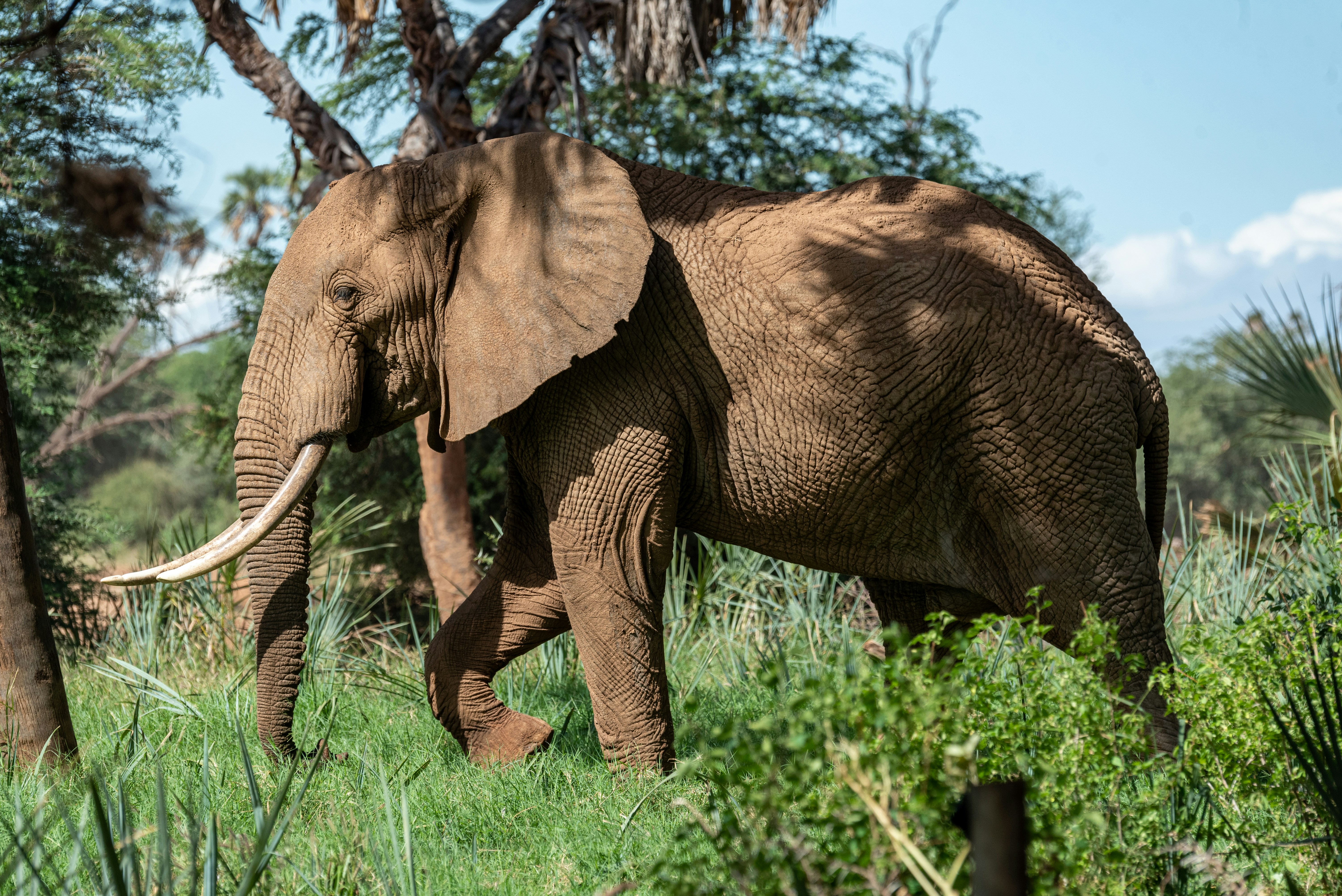 African Elephant Walking Through Bushland