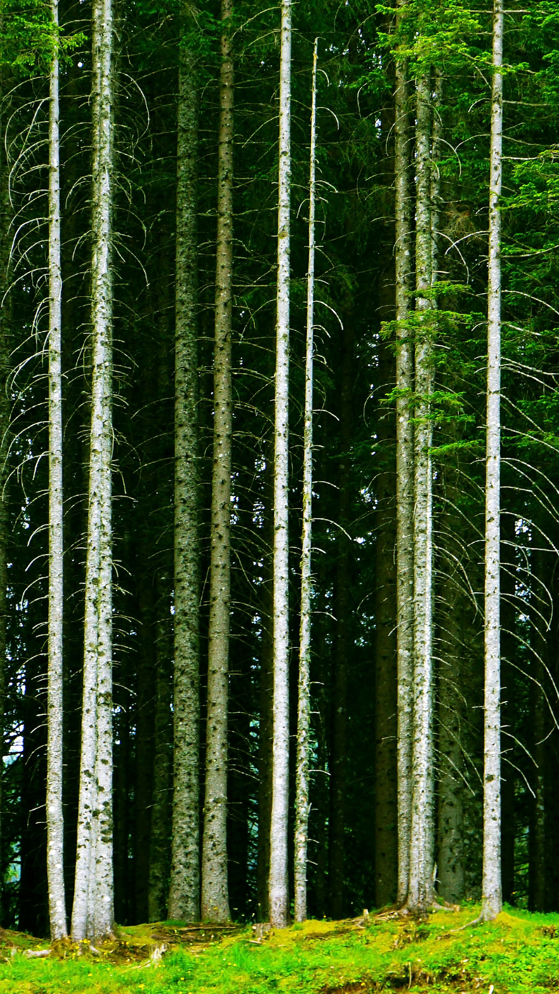 Wallpapers