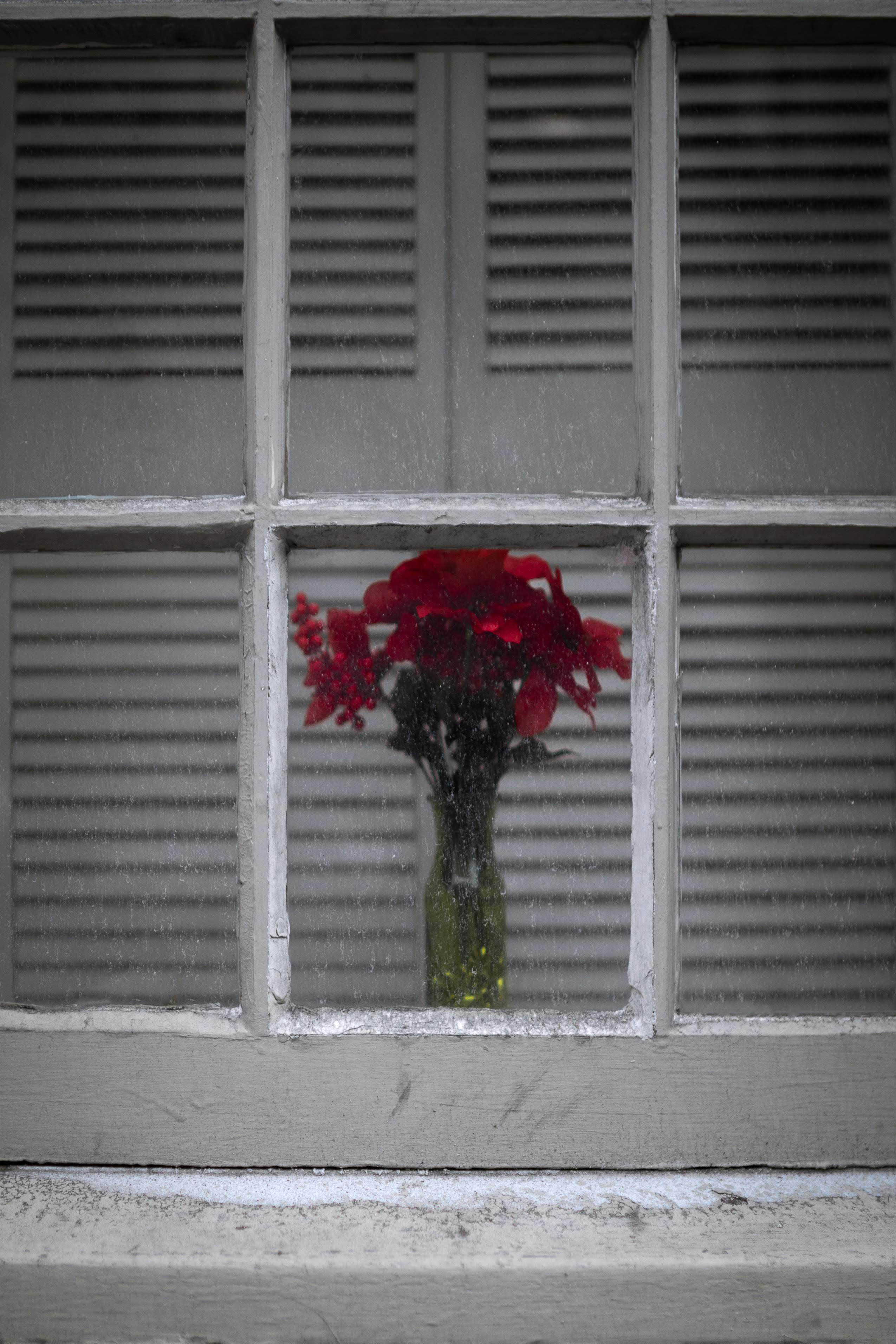Red Flowers behind Old Window Pane