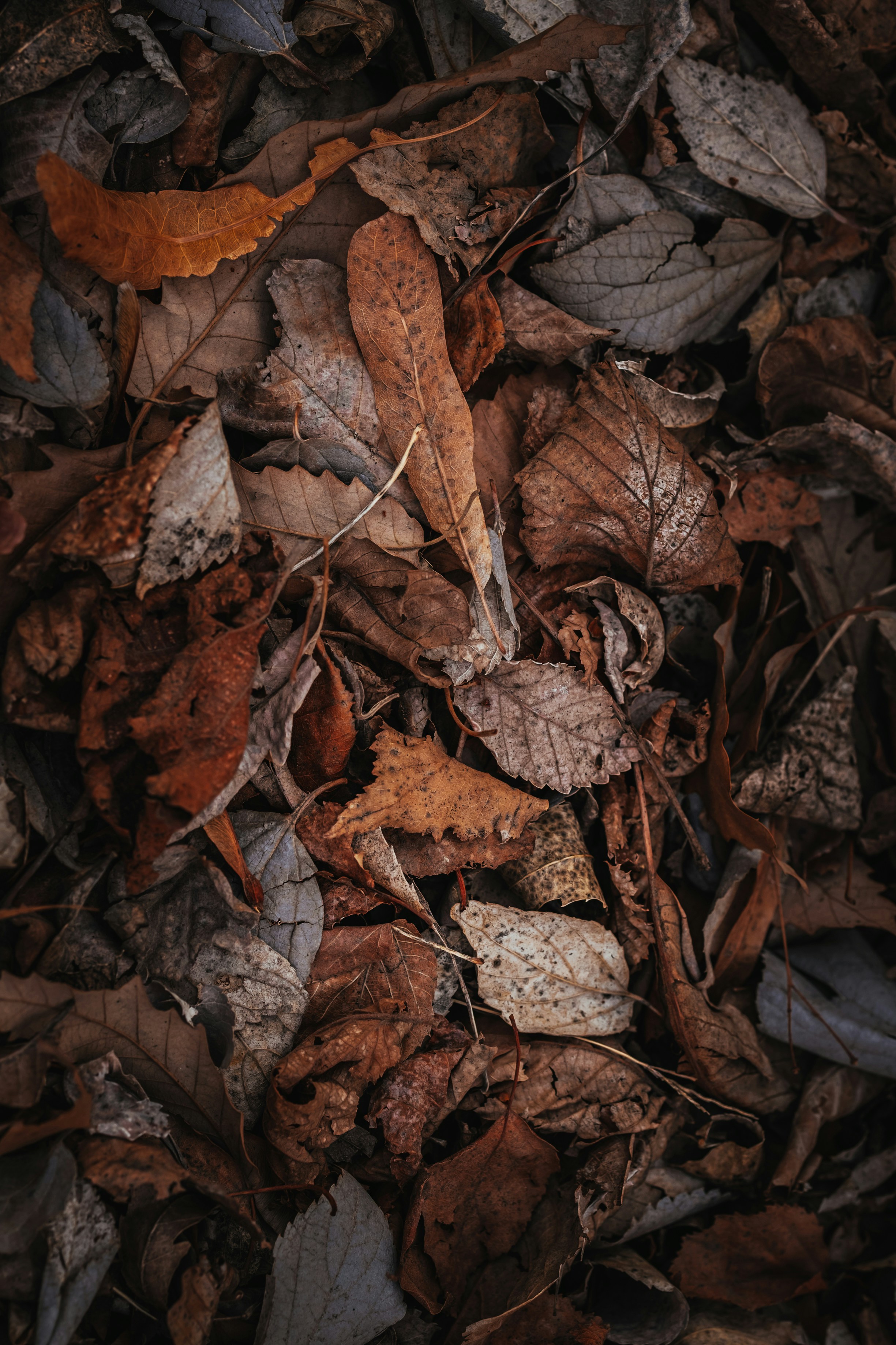 Dried Fallen Autumn Leaves
