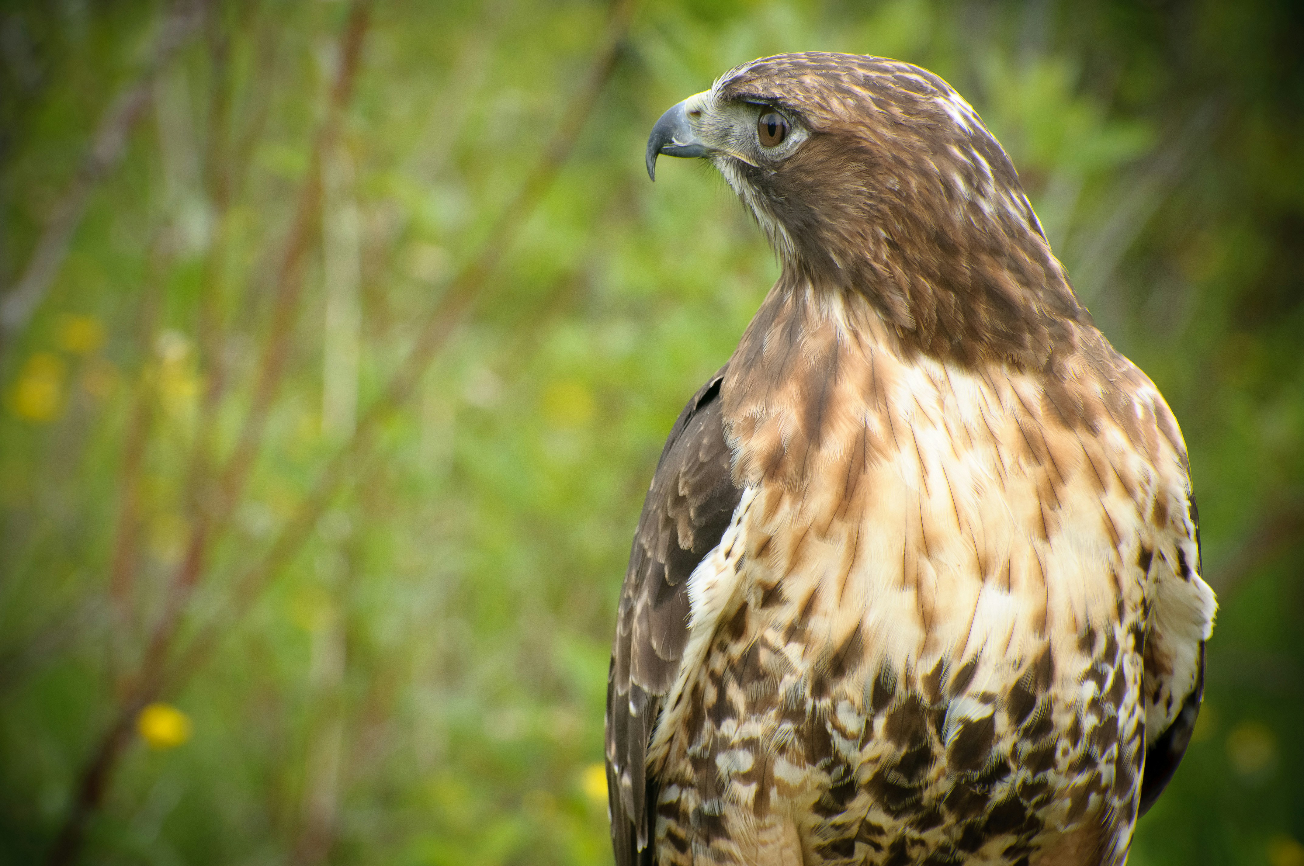 Profile of a Red-tailed Hawk
