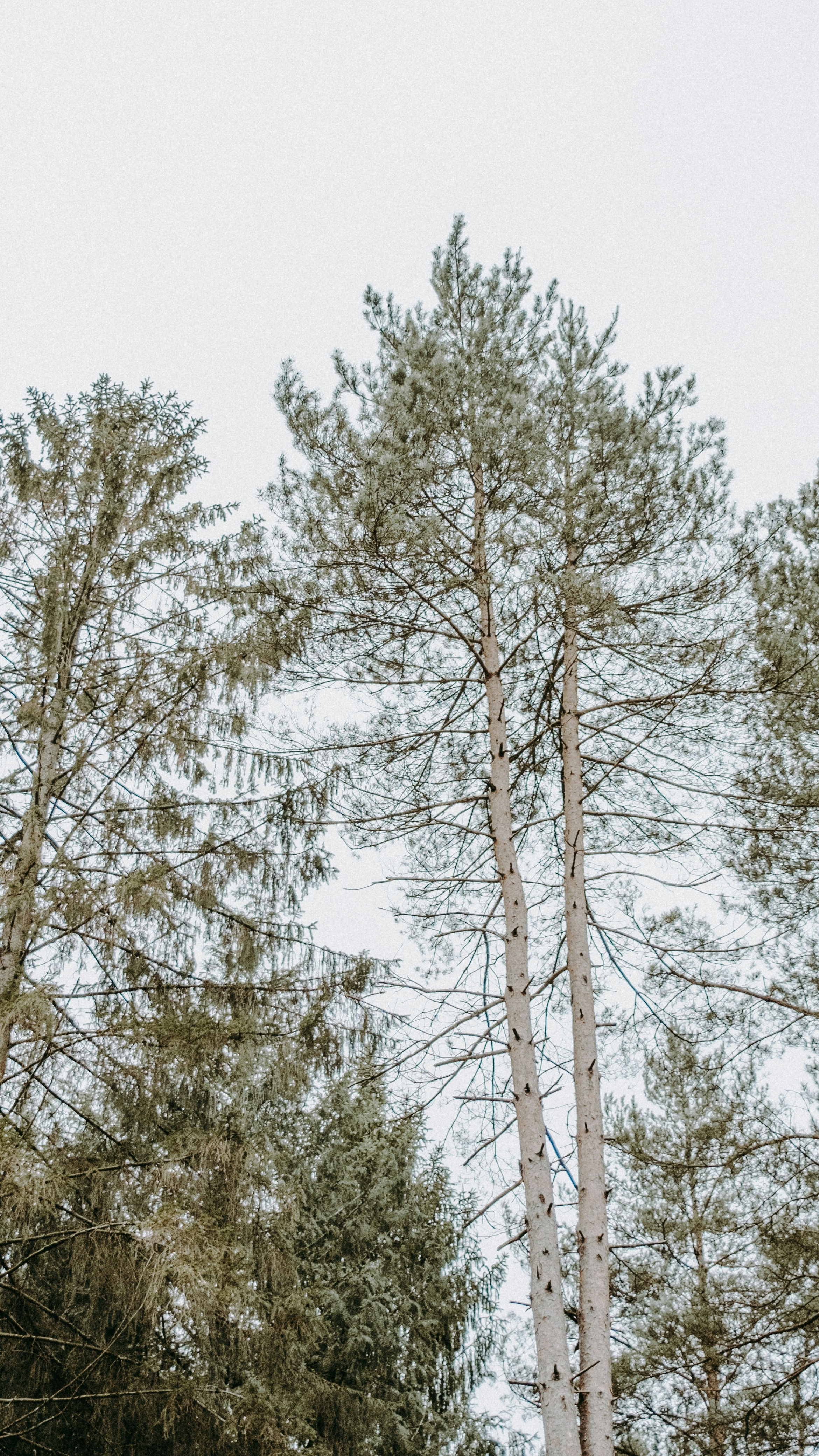Tall Pine Trees Against Overcast Sky