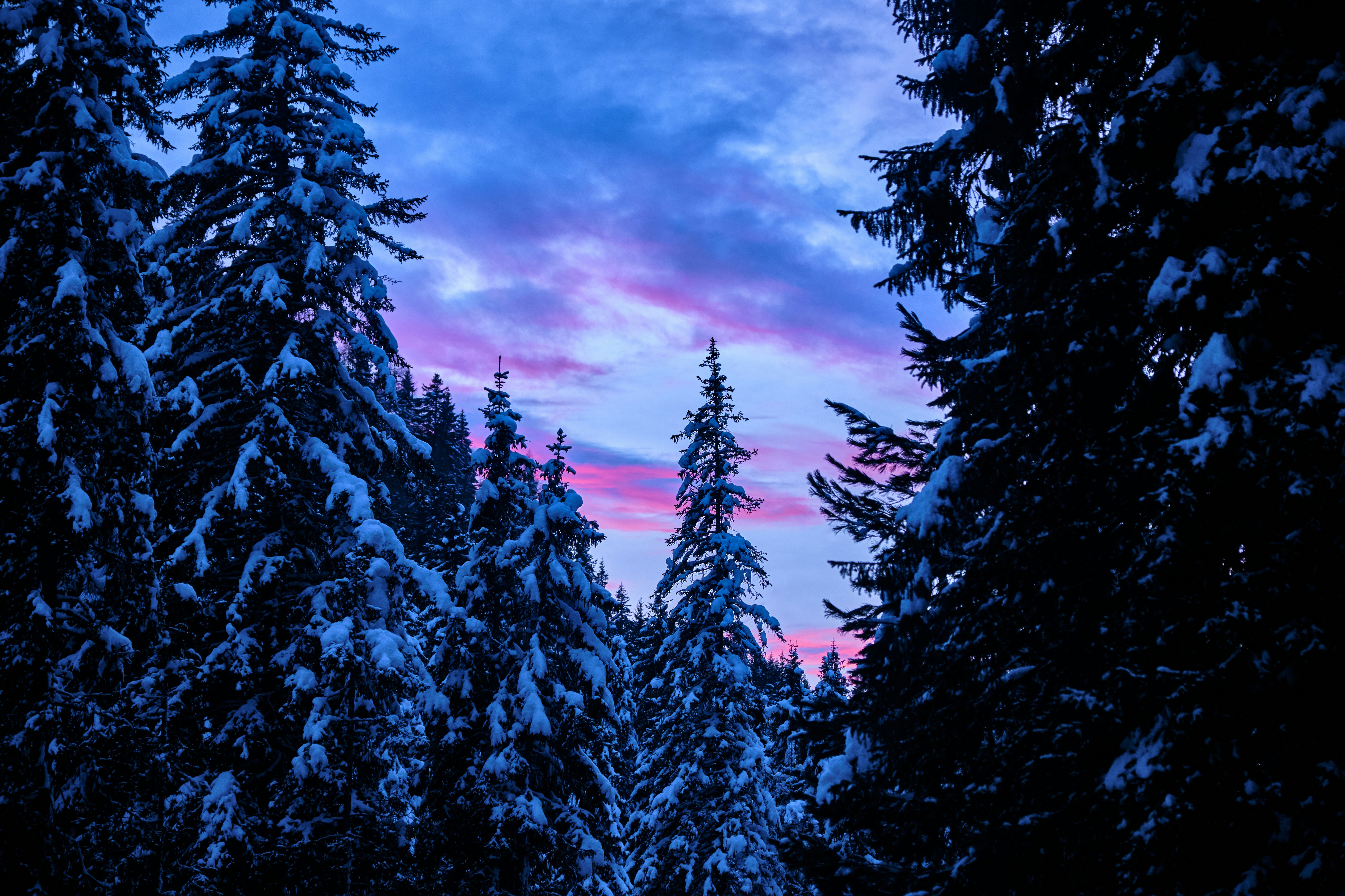 Snow Covered Pine Forest at Dusk