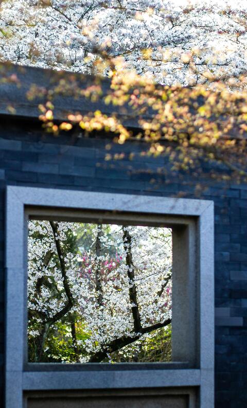 Framed Spring Blossom View