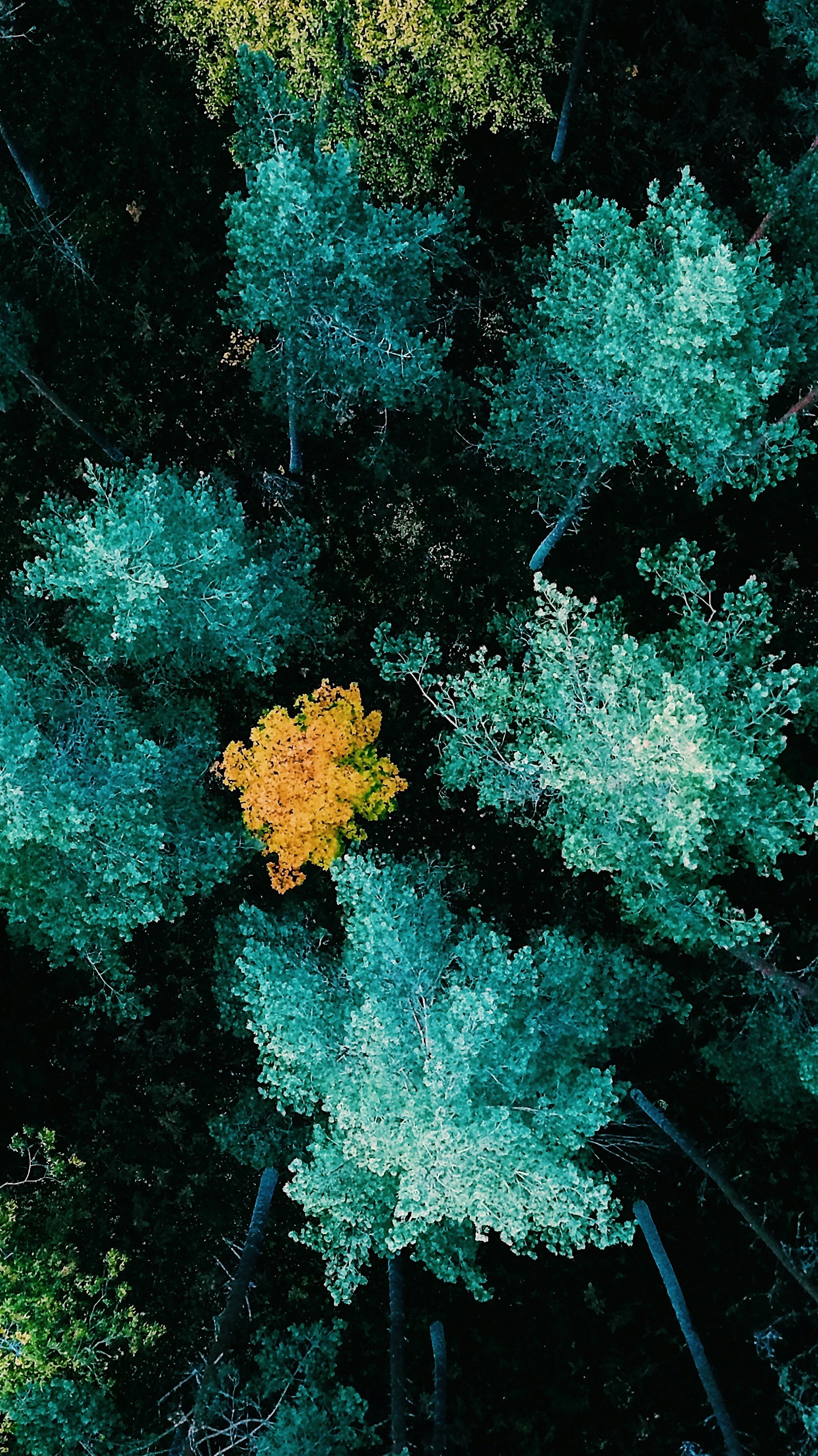 Wallpapers