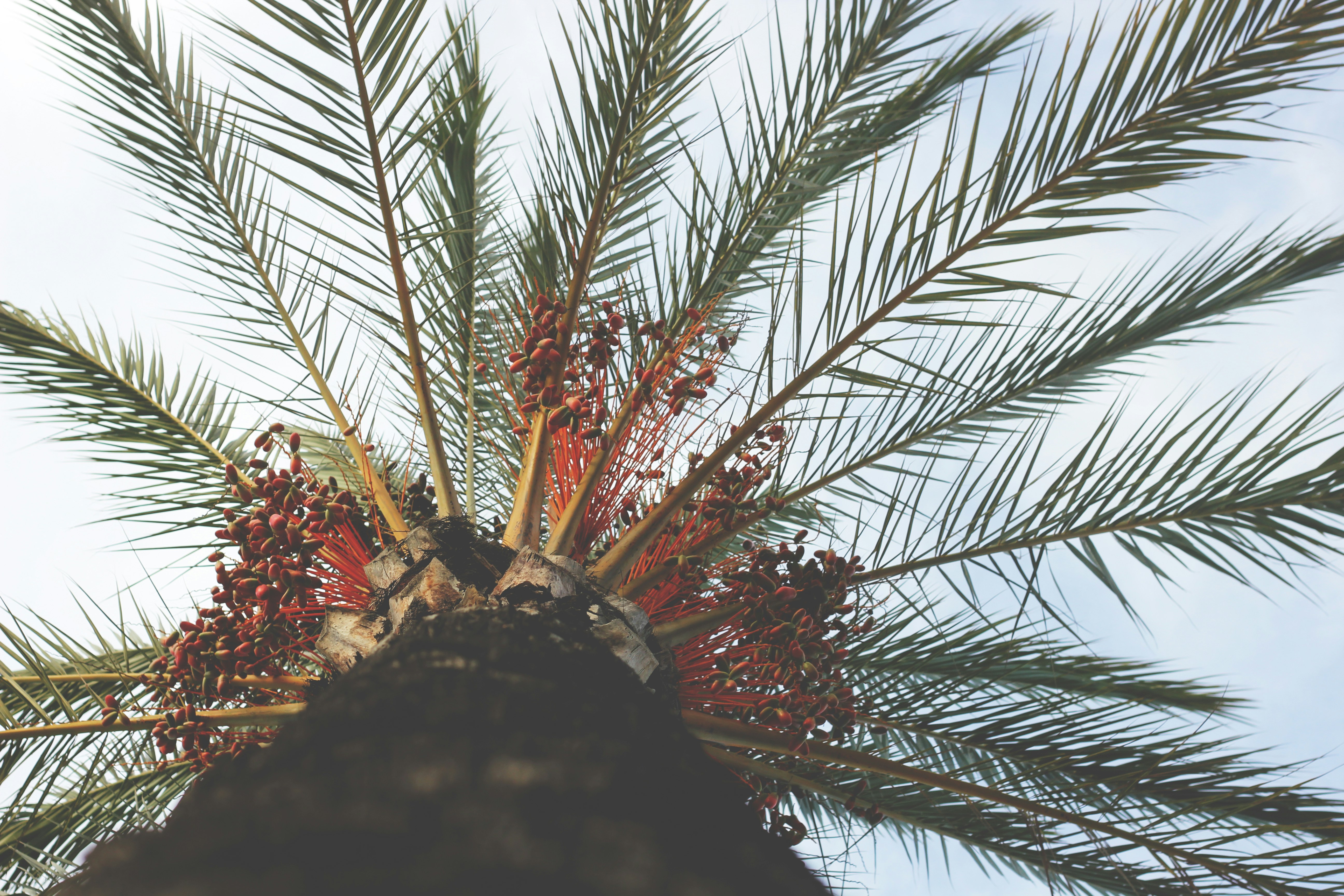 Low Angle View of Date Palm