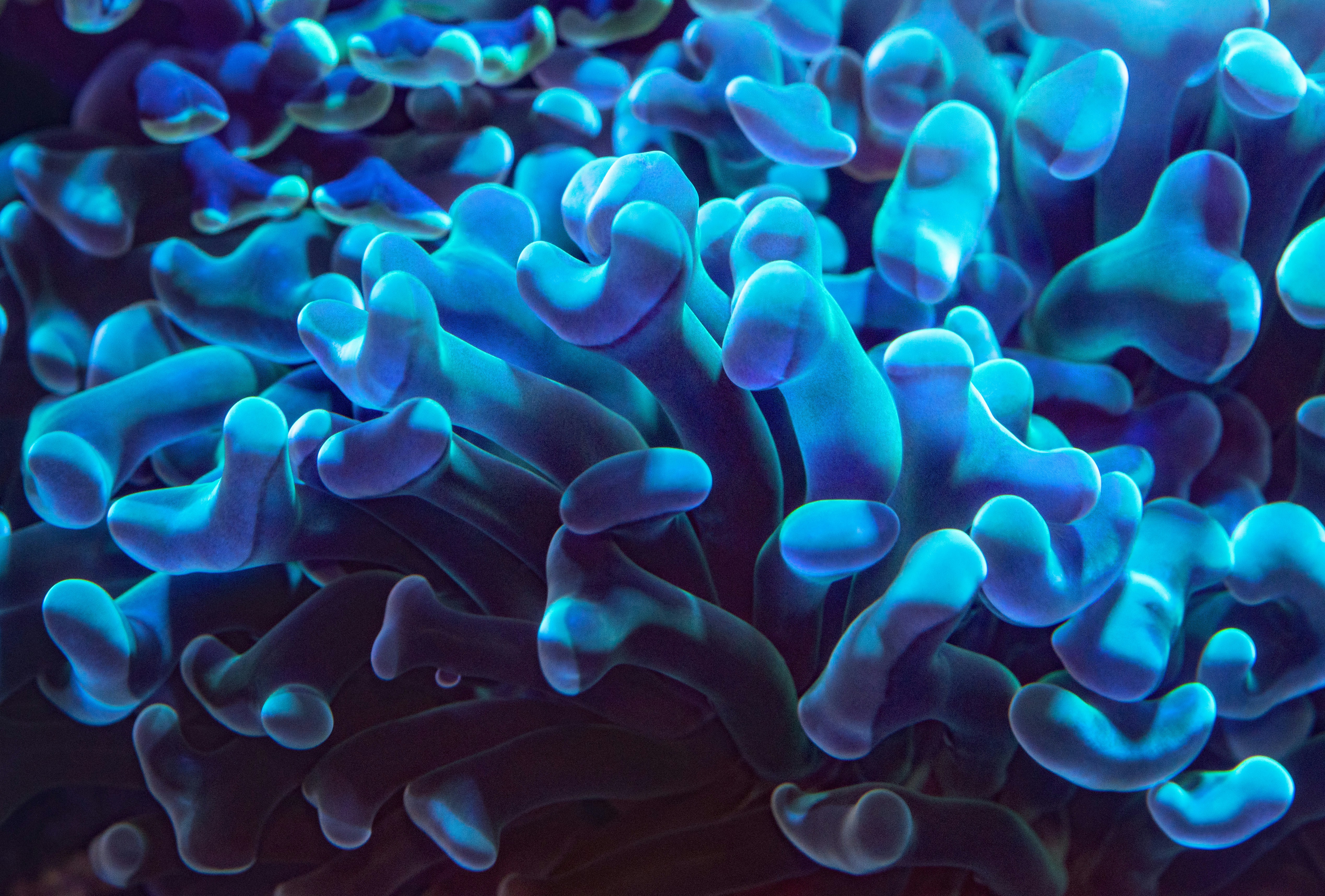 Glowing Blue Sea Coral