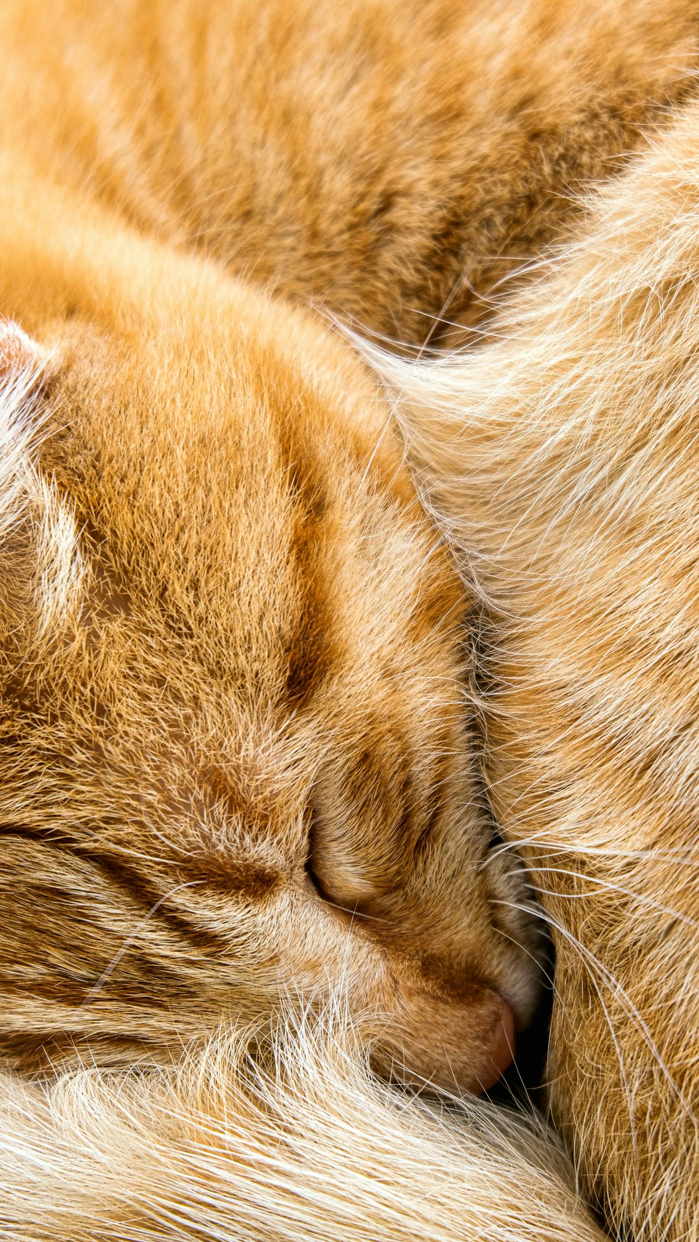 Two Sleeping Snuggling Orange Cats