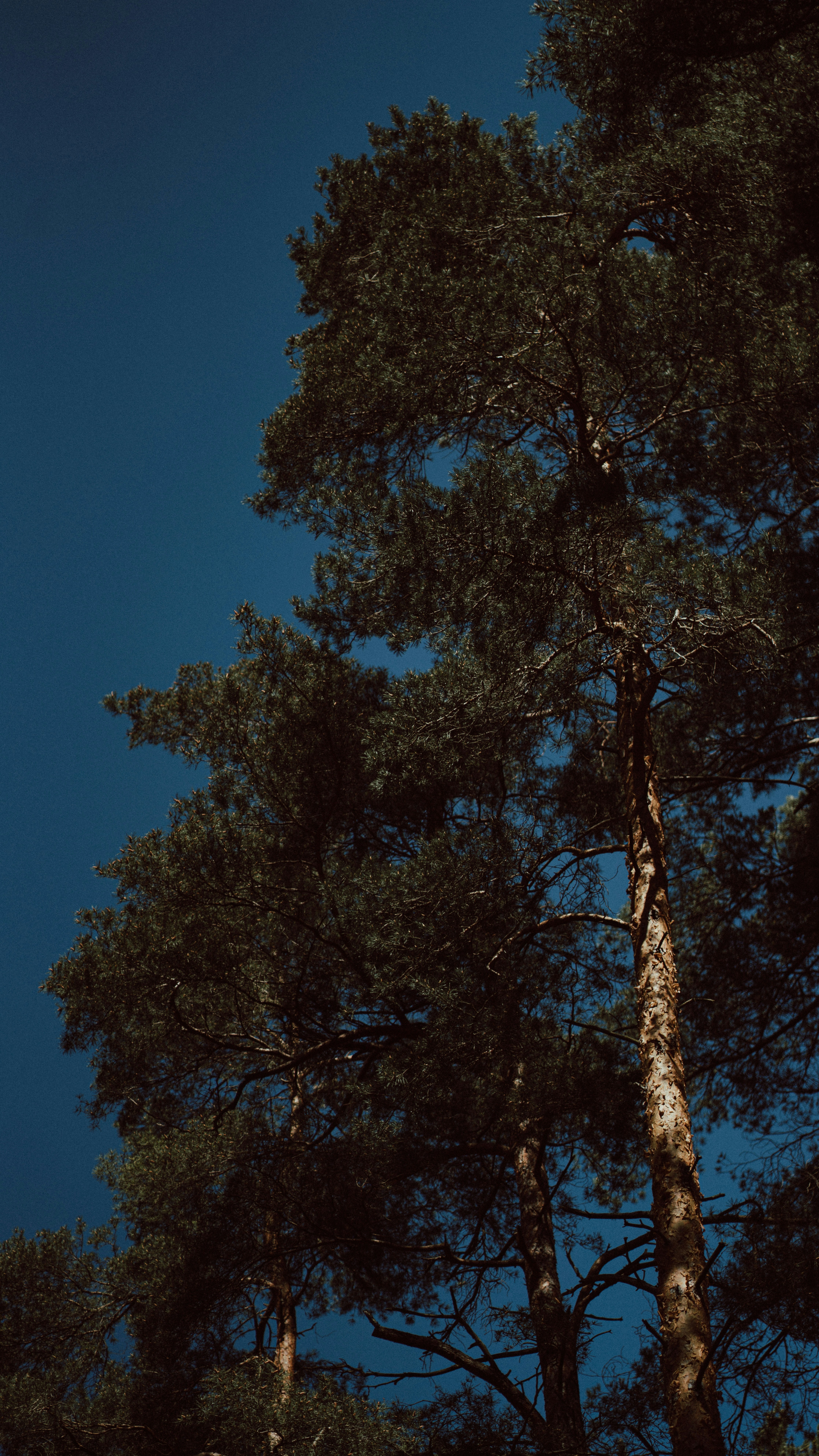 Pine Trees Against Deep Blue Sky