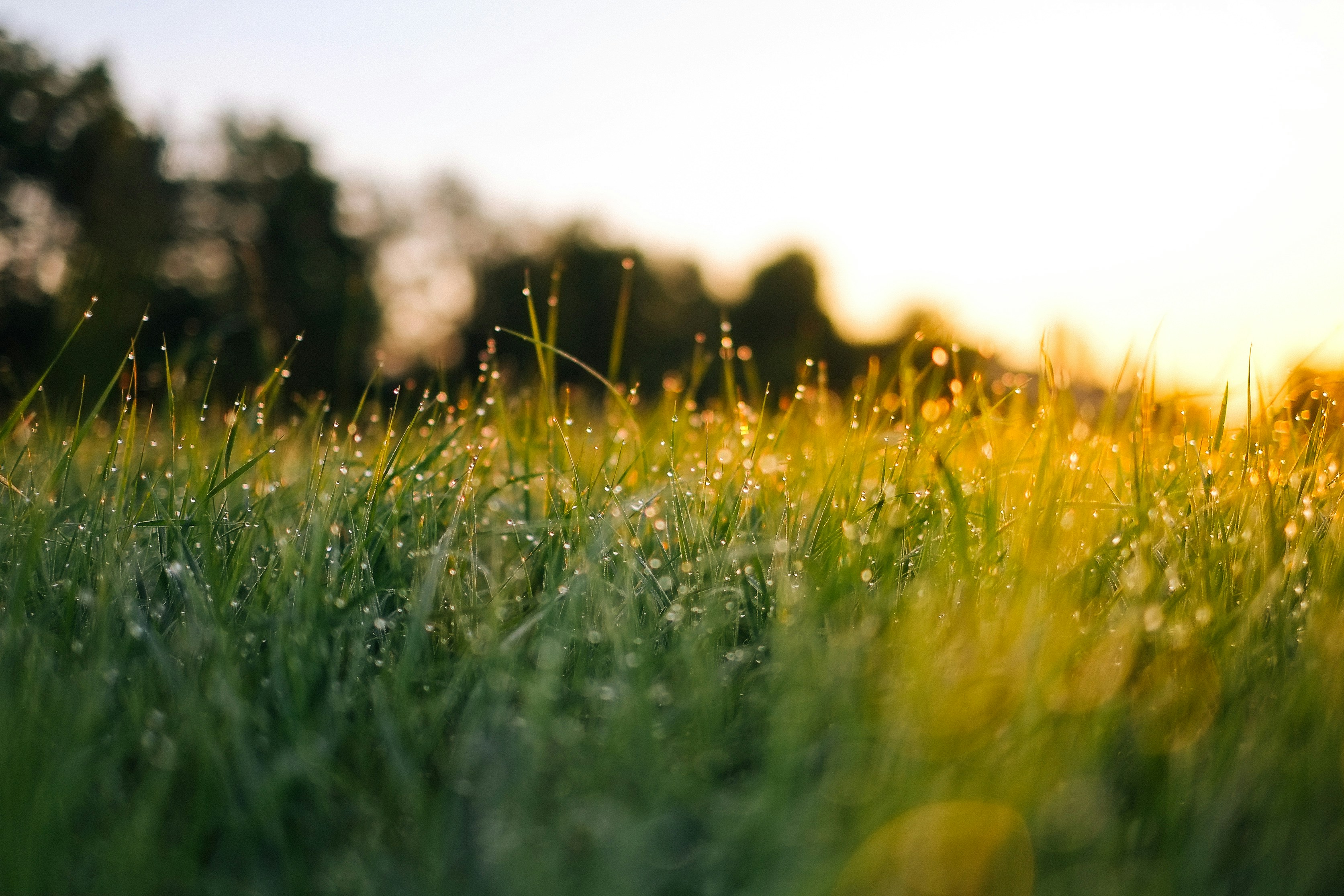 Dewy Grass in Morning Sunlight