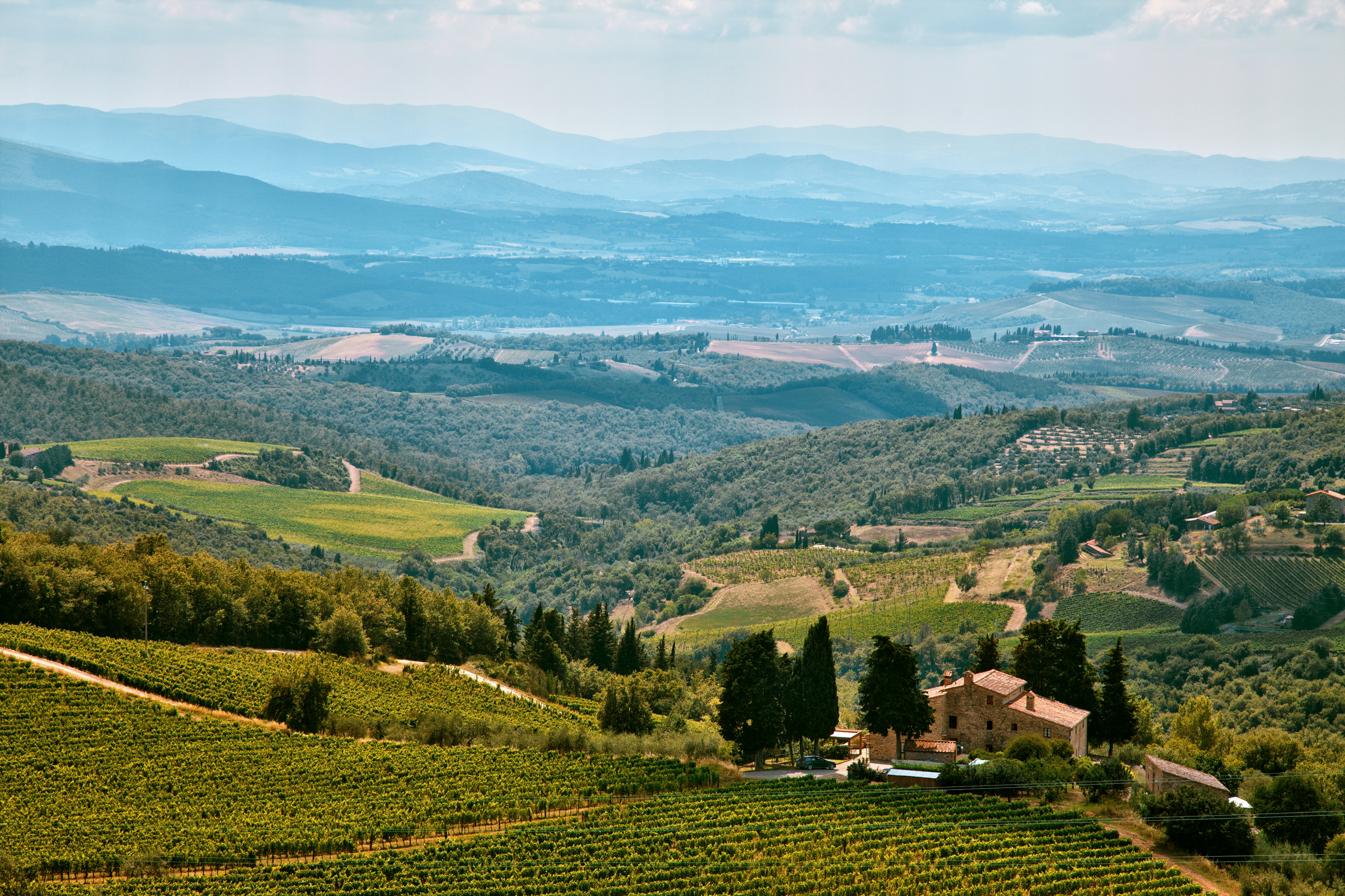 Rolling Tuscan Vineyard Landscape