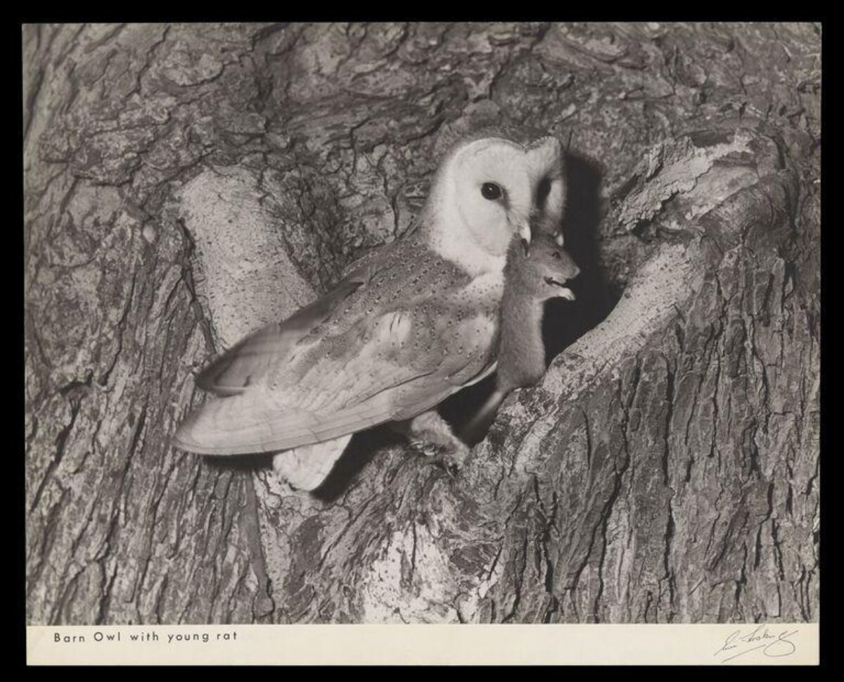 Barn Owl with Young Rat