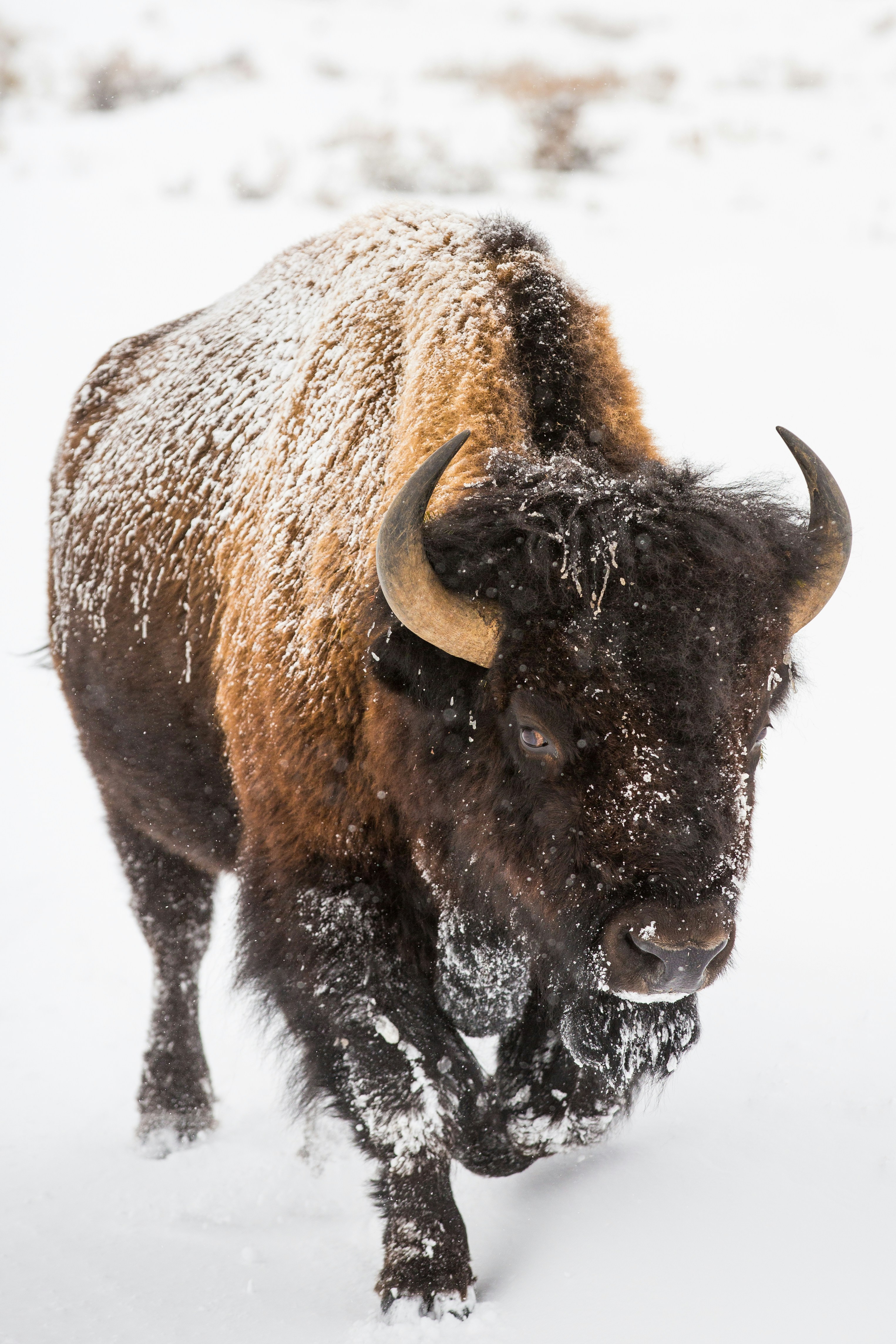 Bison Walking Through Snow