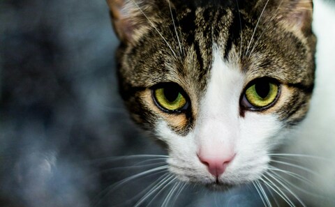Close-up of Tabby Cat