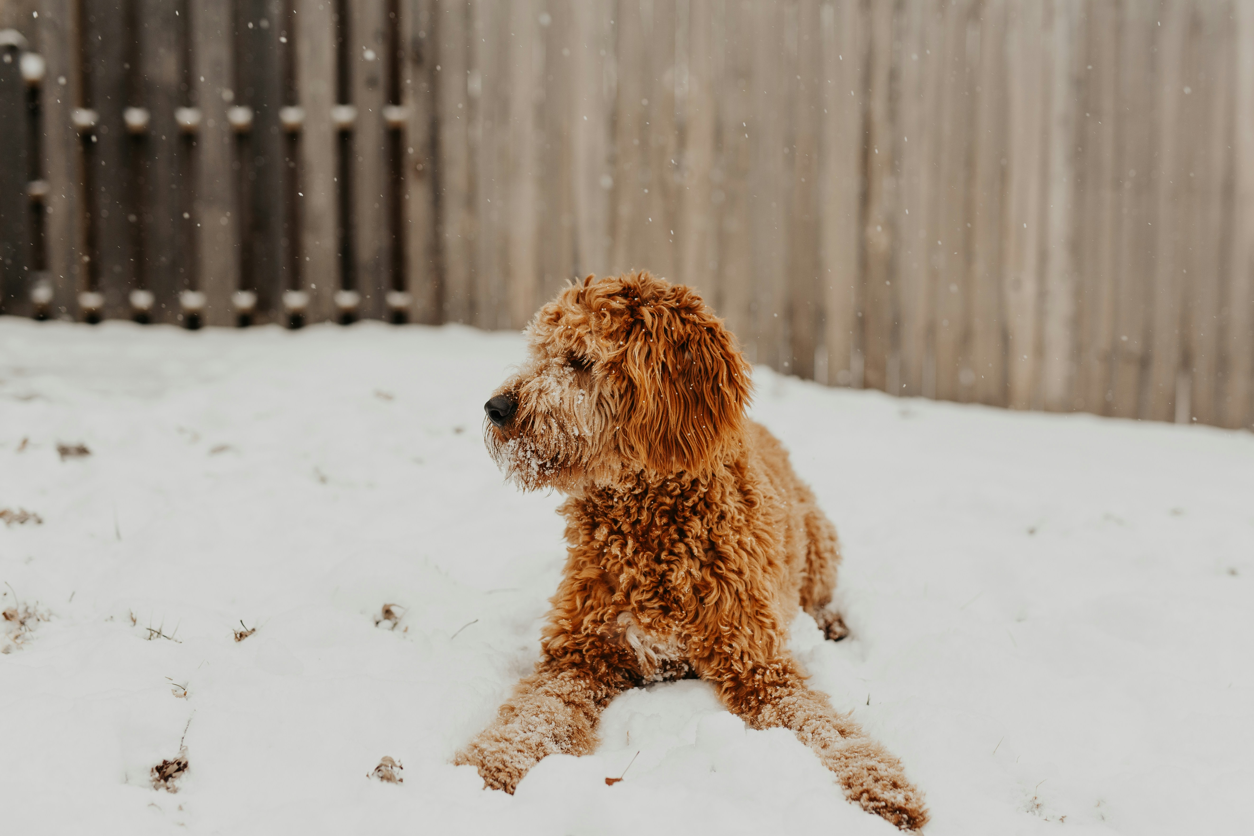 Curly Brown Dog Resting In Snow — Phone Backgrounds