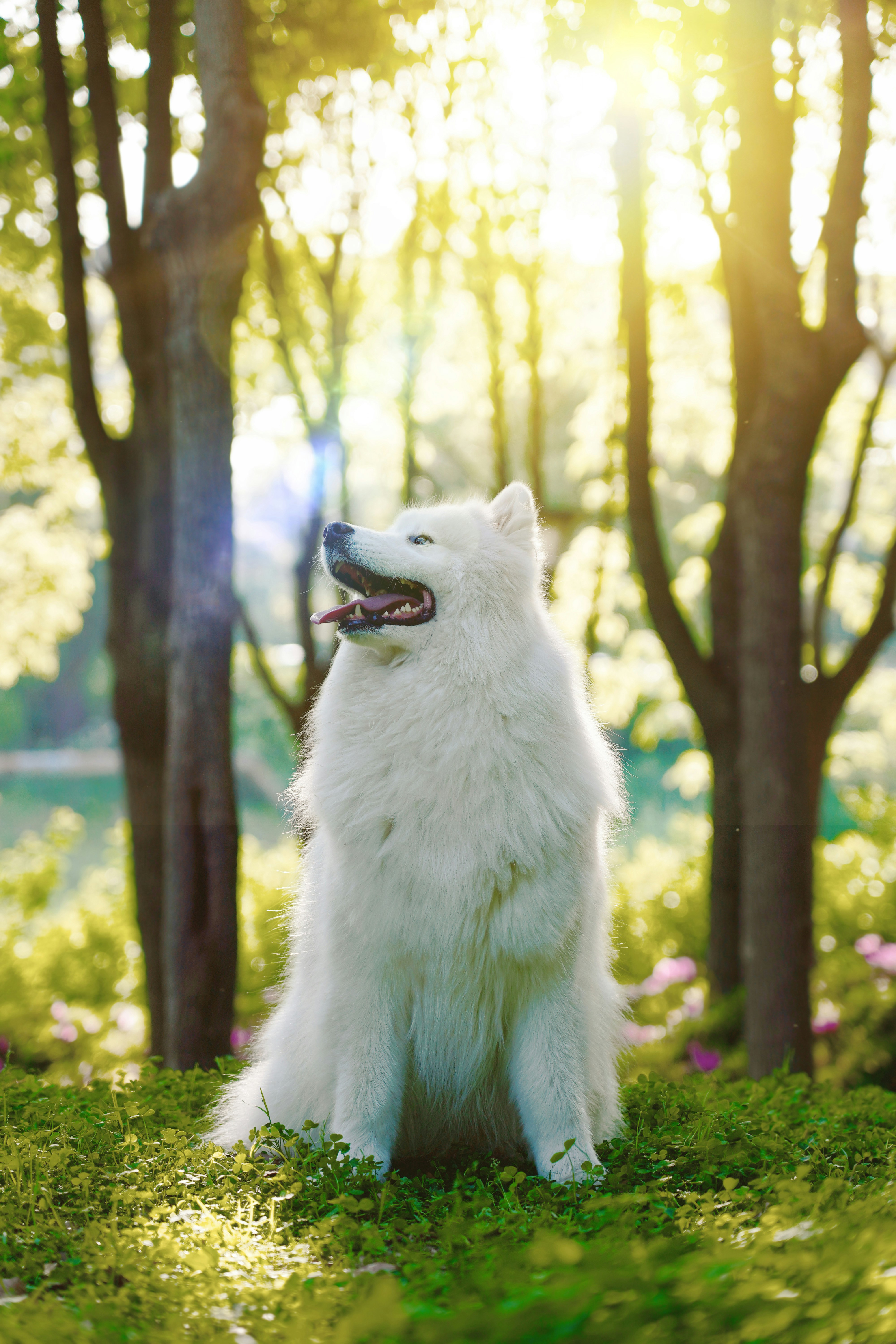 White Samoyed in Sunlit Park