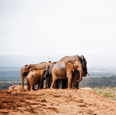Elephant Herd on Hilltop