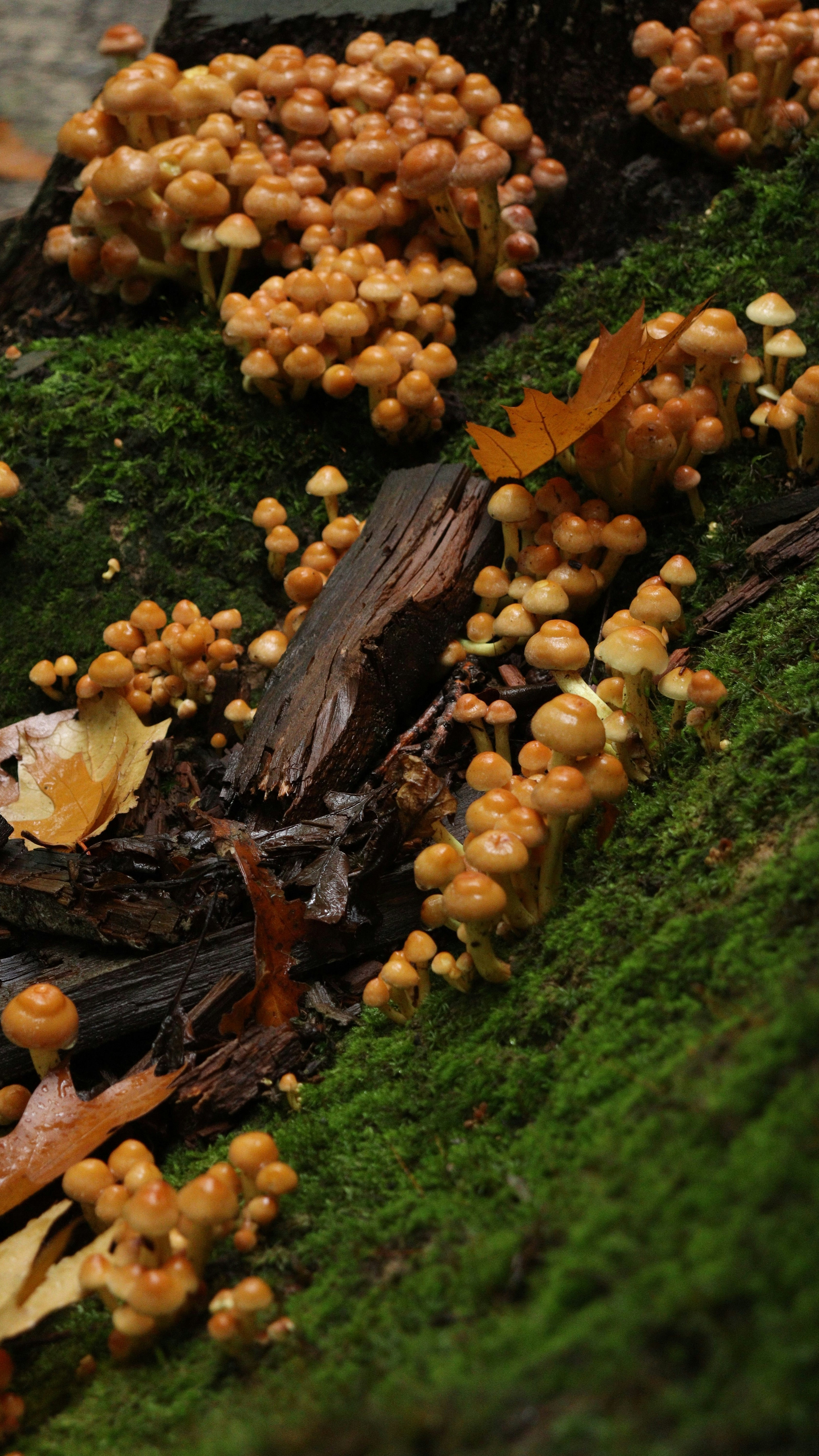 Clusters of Mushrooms on Mossy Log