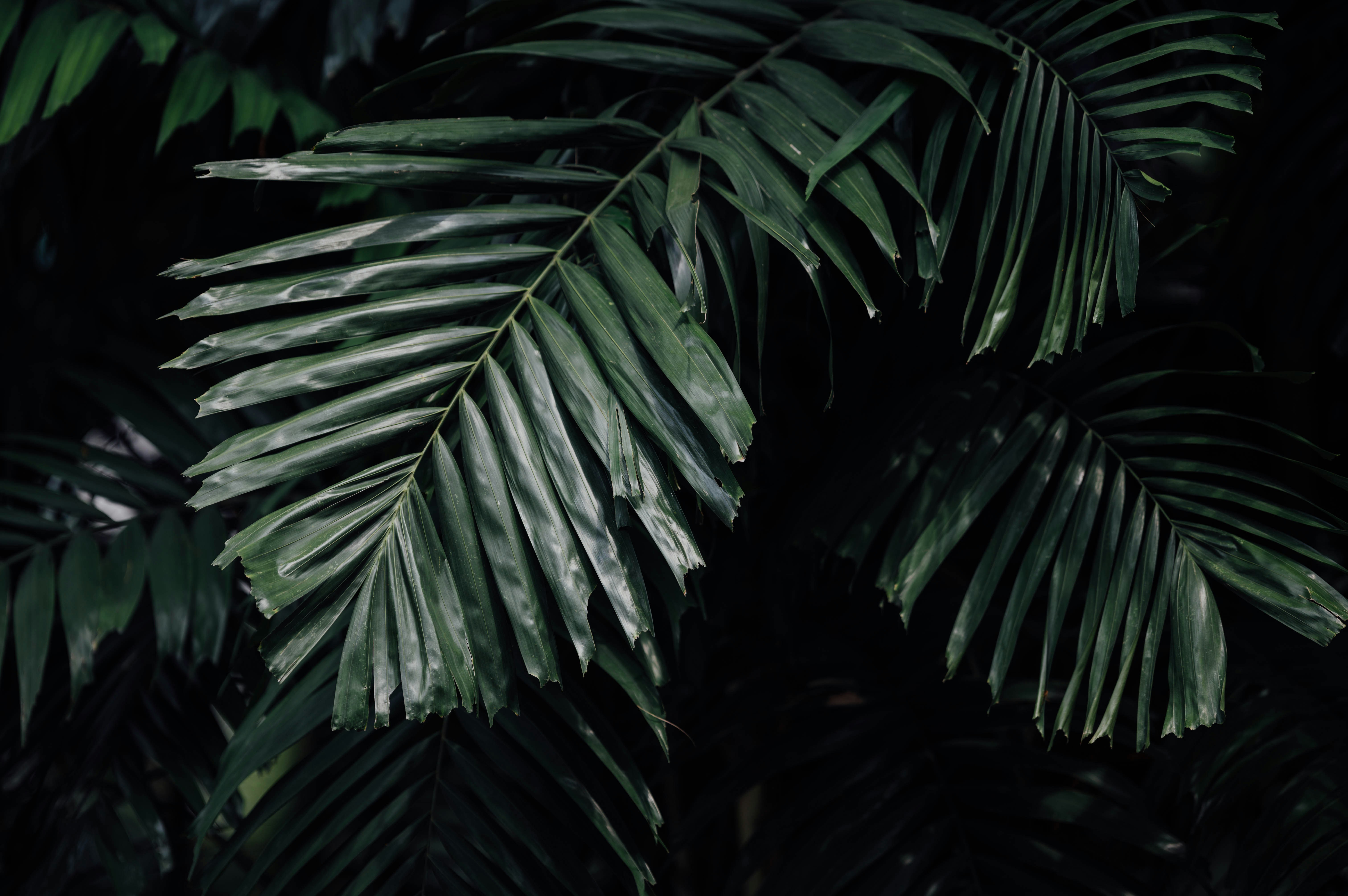Dark Tropical Palm Fronds