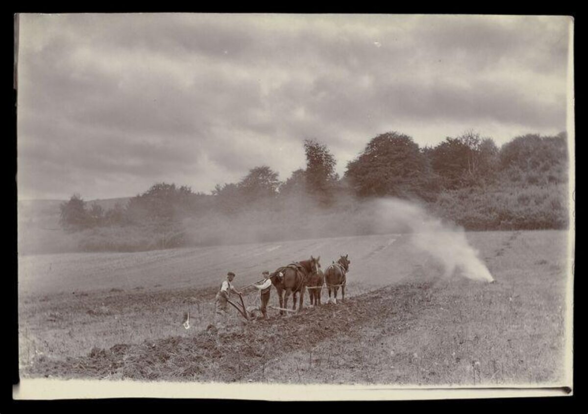 Vintage Horse-drawn Plowing in Field