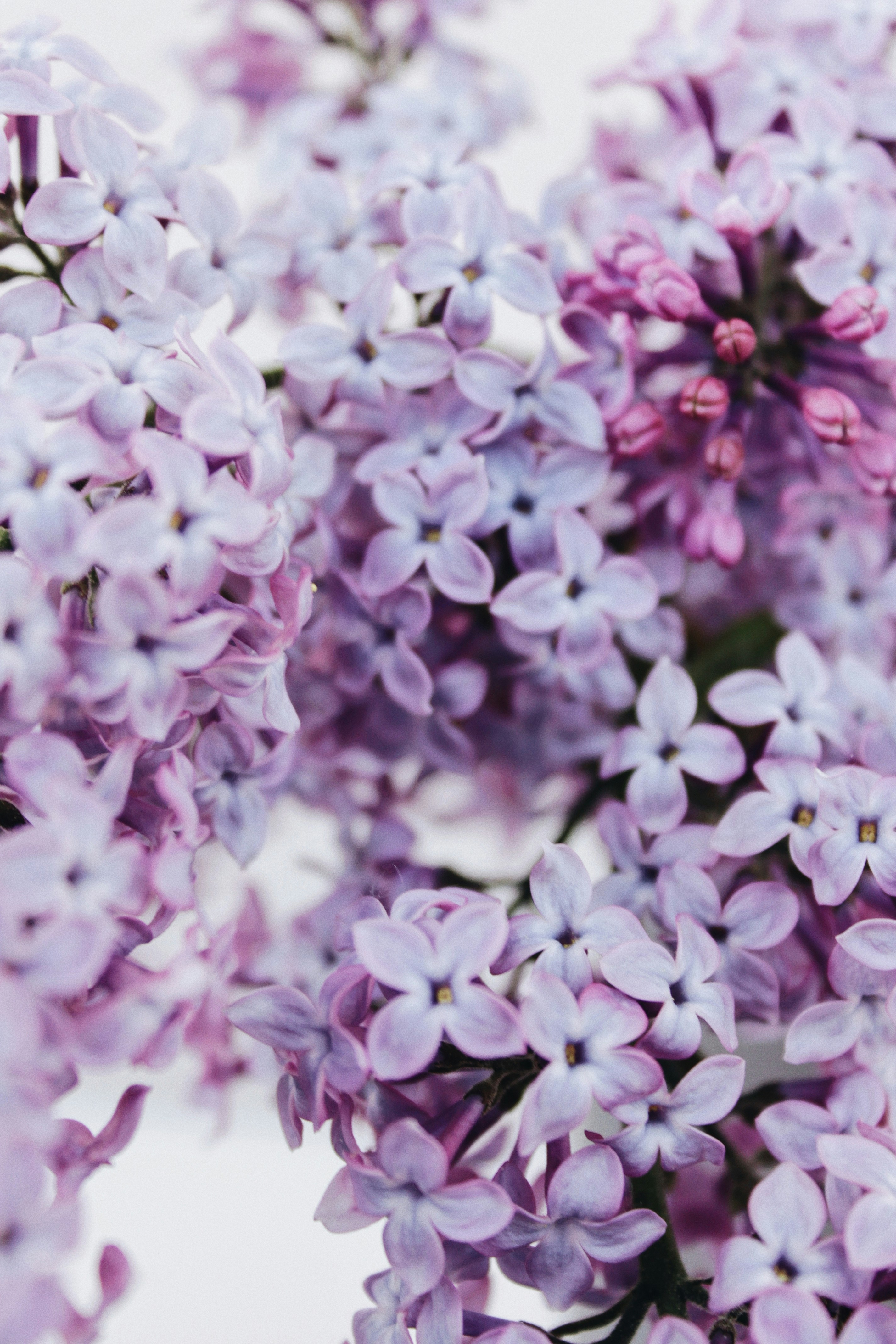 Close-up of Blooming Lilac Flowers