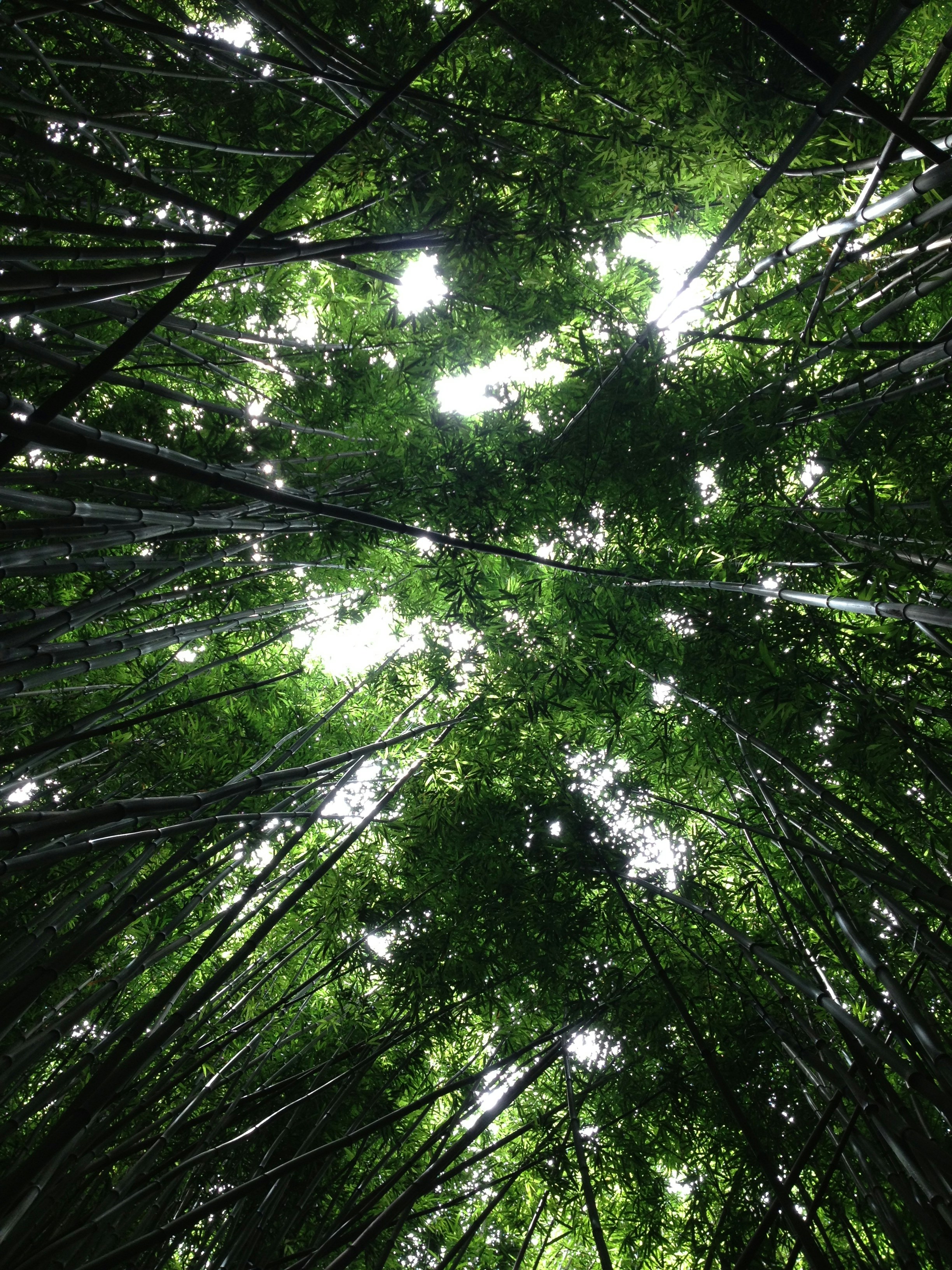 Looking Up Into Bamboo Forest