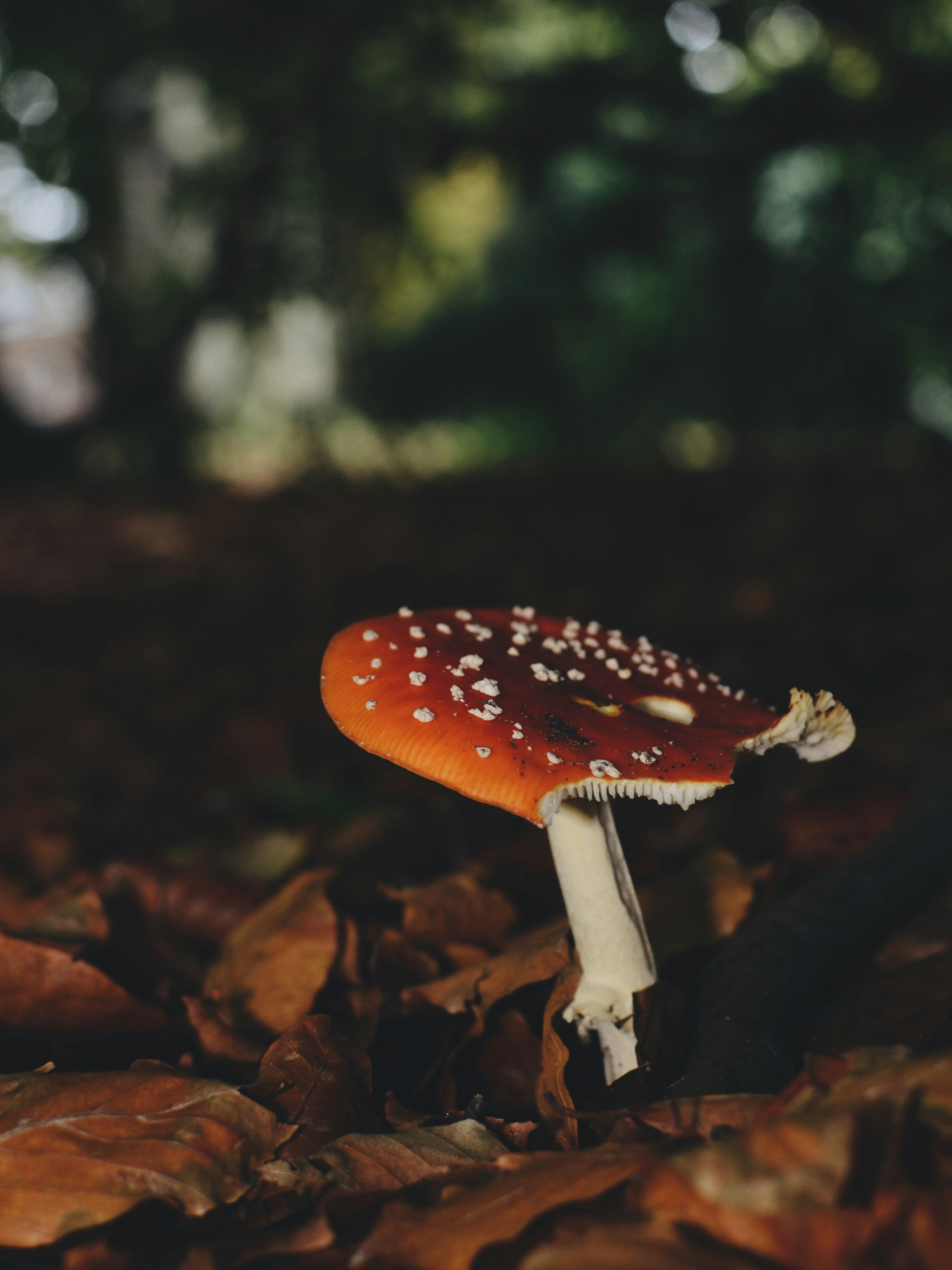 Red Fly Agaric on Fallen Forest Leaves