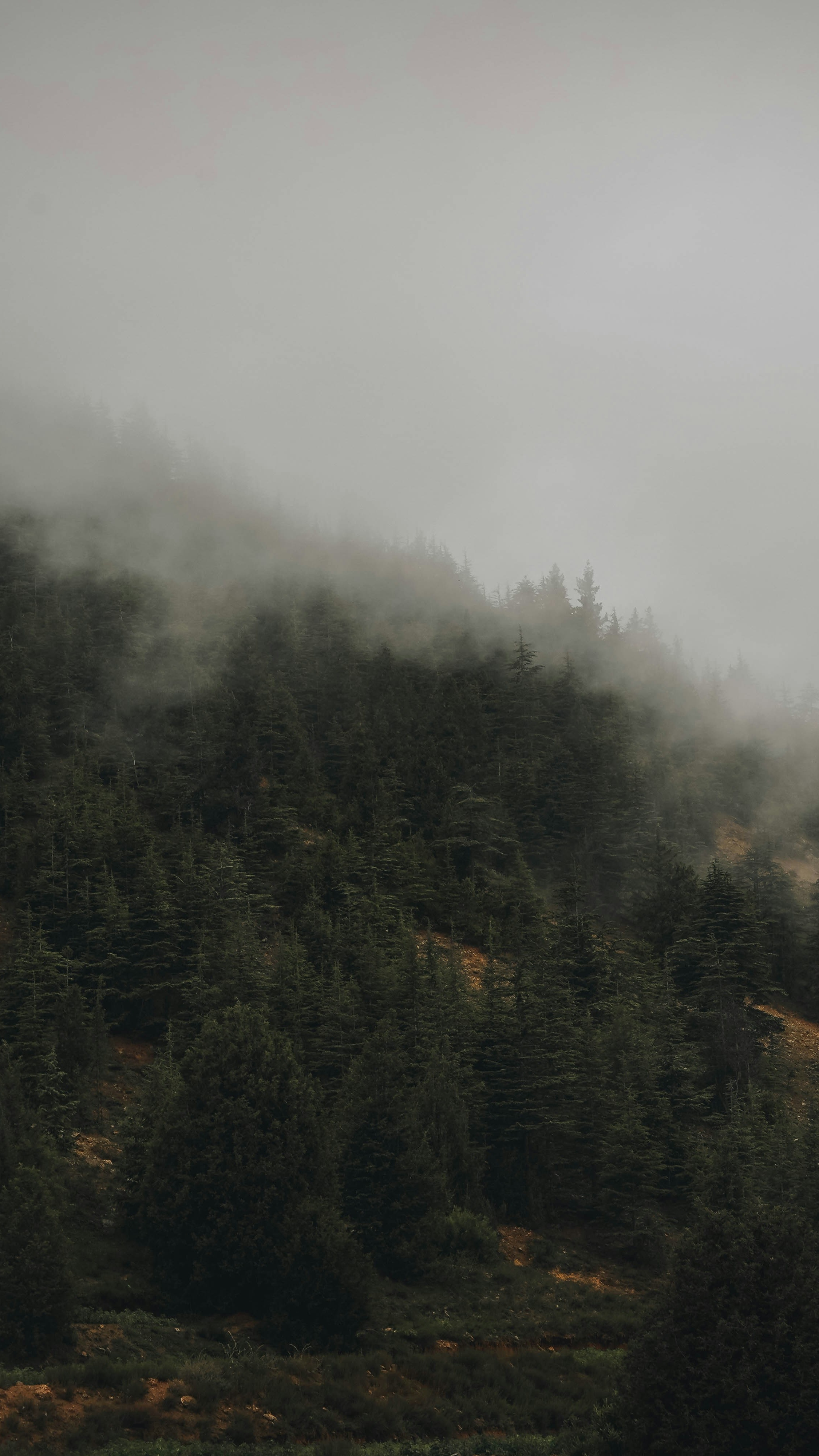 Foggy Mountain Forest