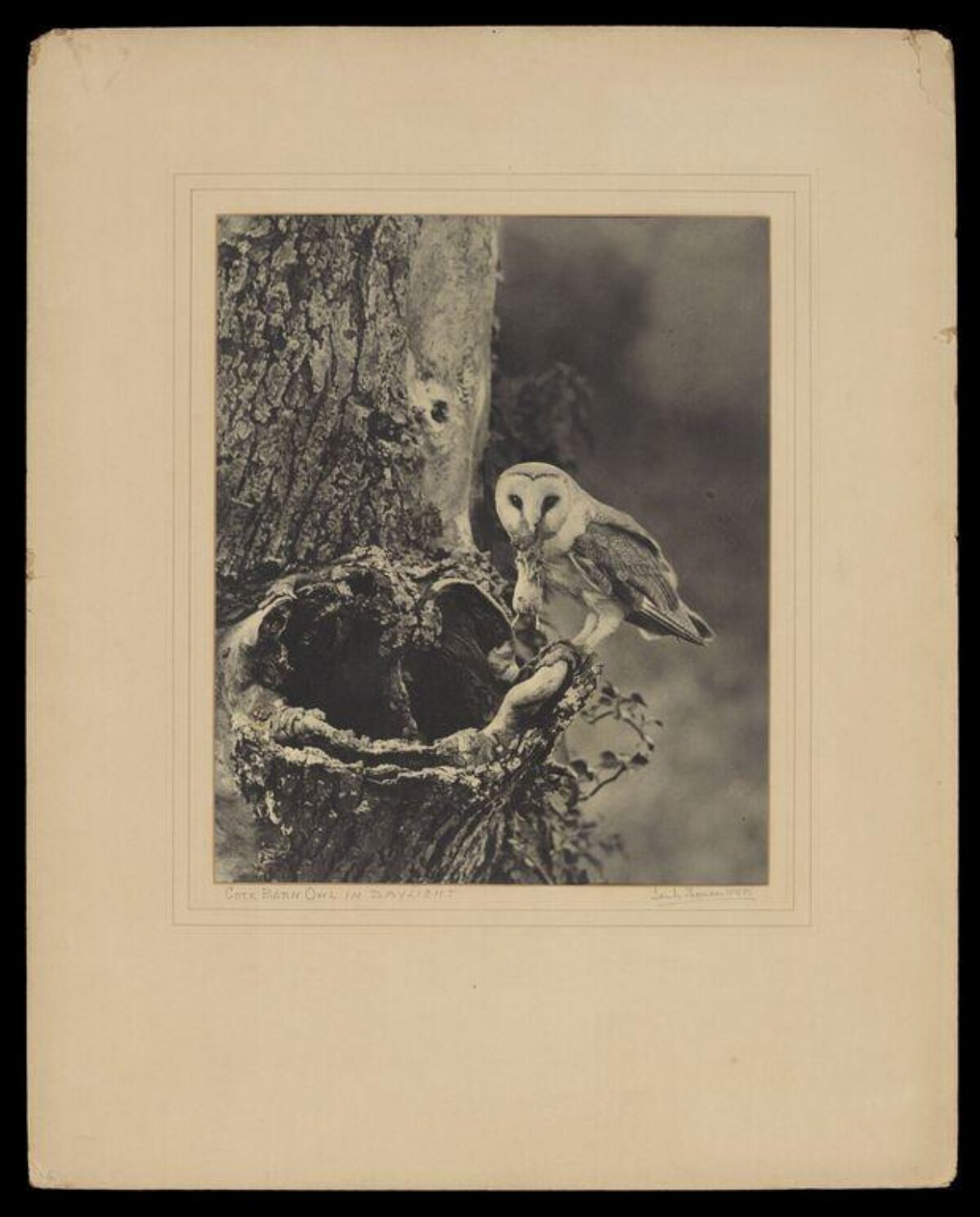Barn Owl at Tree Hollow in Daylight
