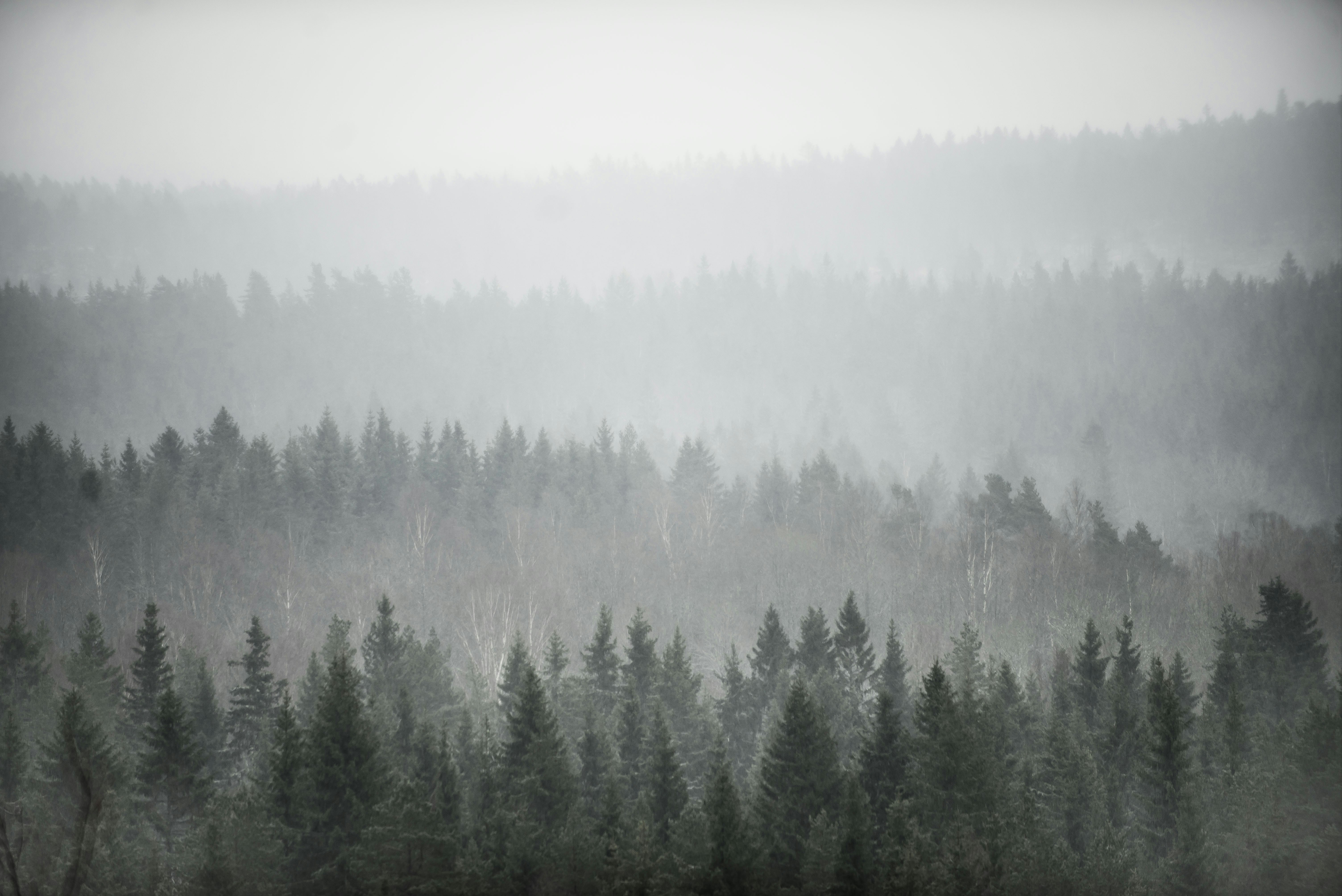 Misty Layered Forest Landscape