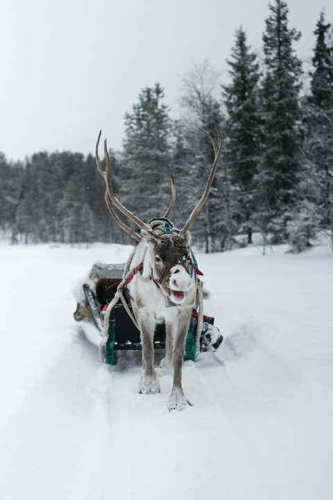 Reindeer Pulling Sled in Snowy Forest