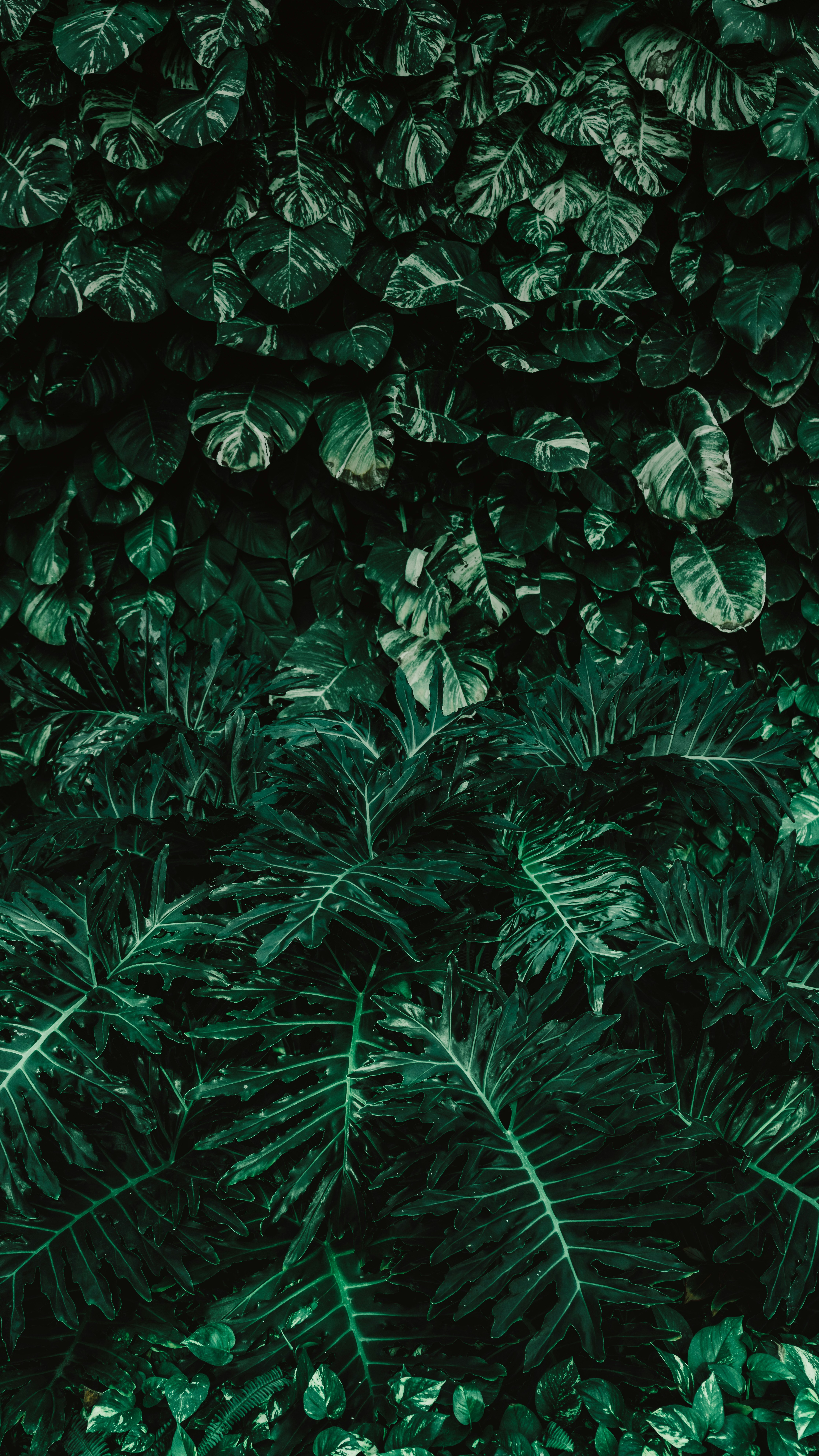 Wallpapers
