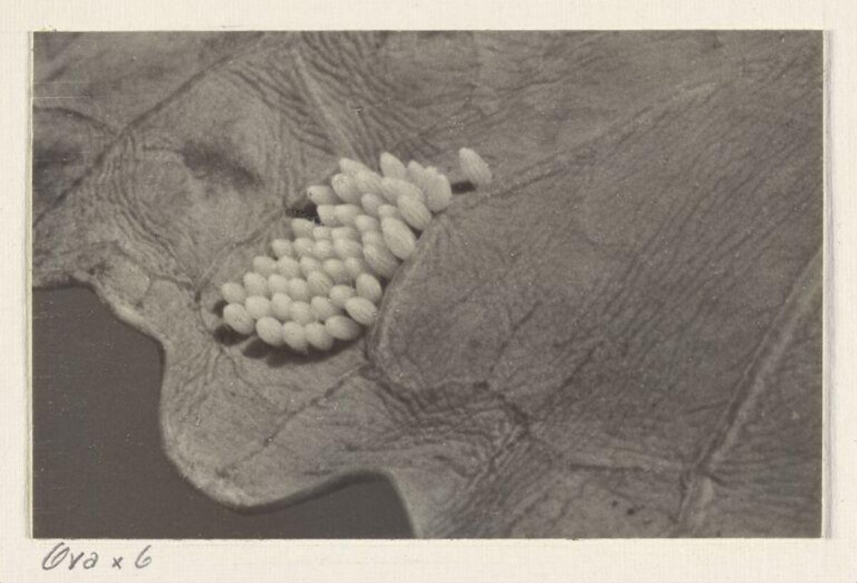 Magnified Insect Egg Cluster