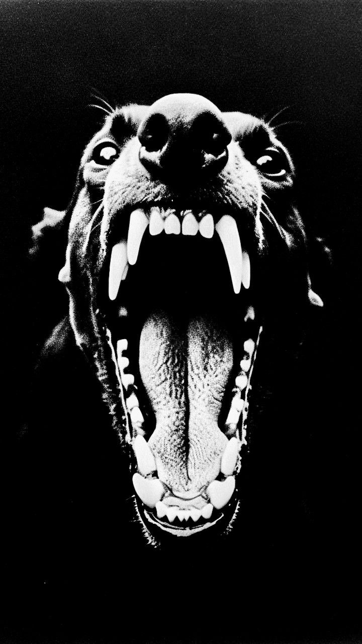 Aggressive Snarling Dog Close-Up