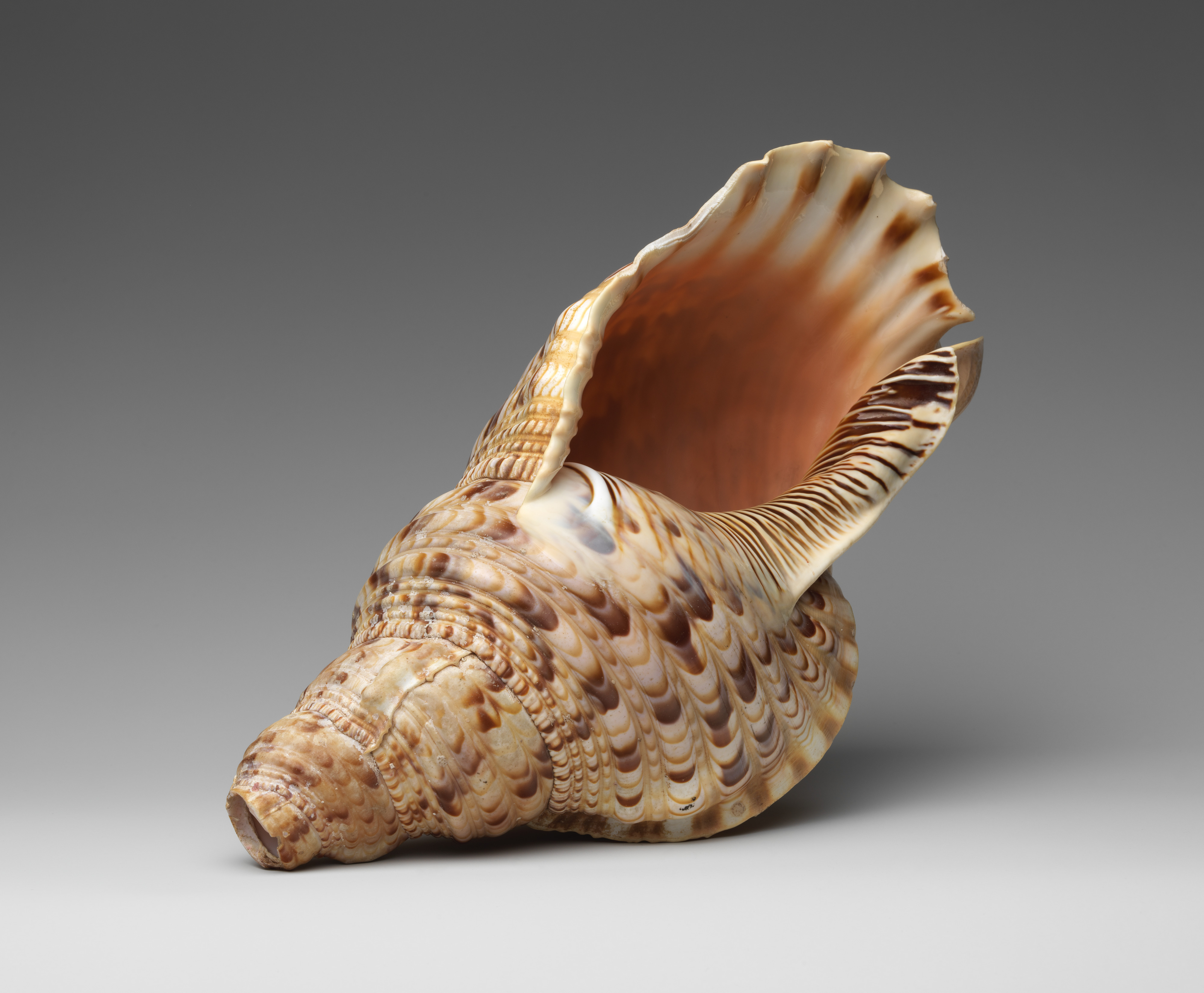 Large Natural Seashell