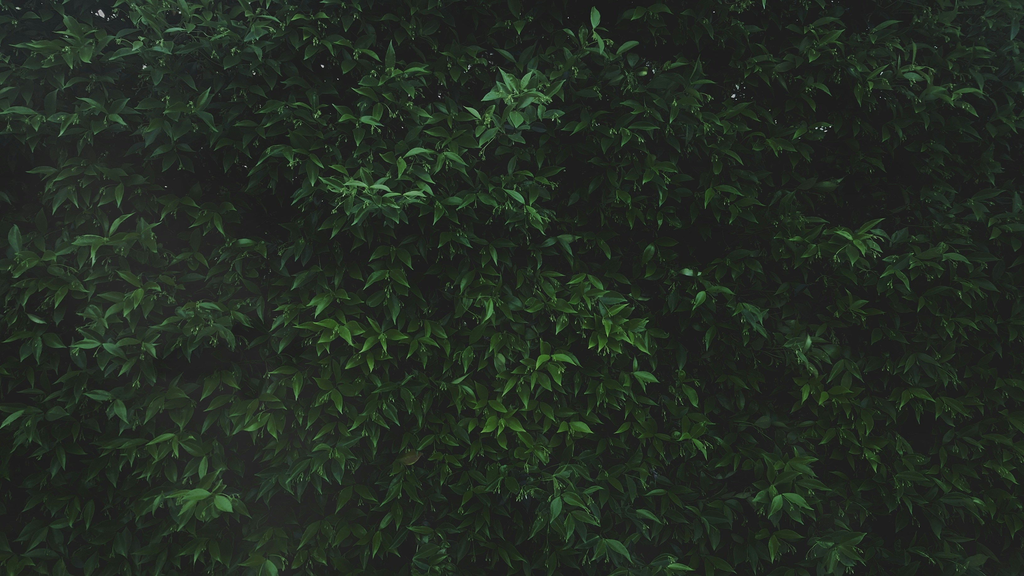 Dense Green Leaf Foliage