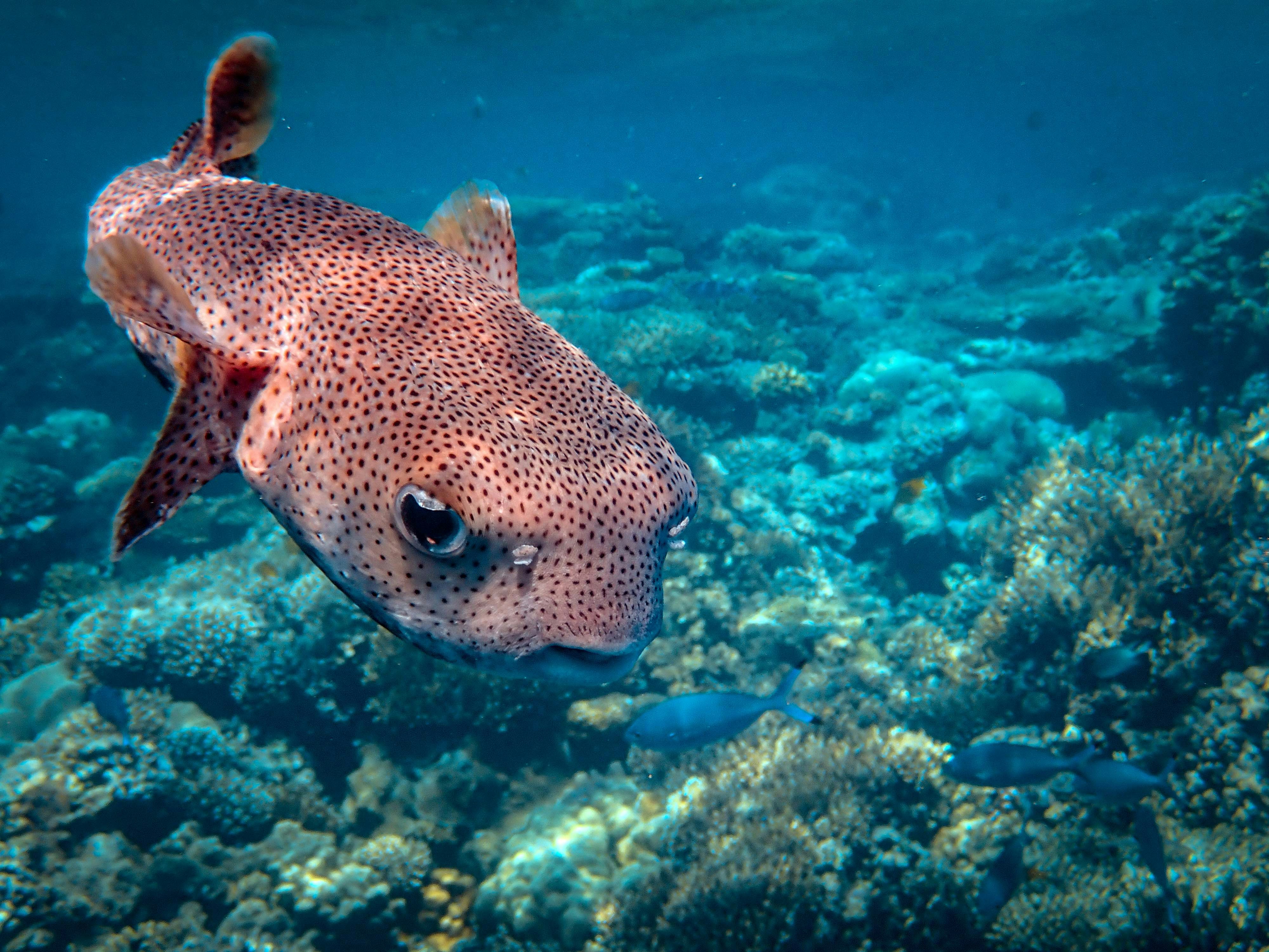 Spotted Puffer Over Coral Reef
