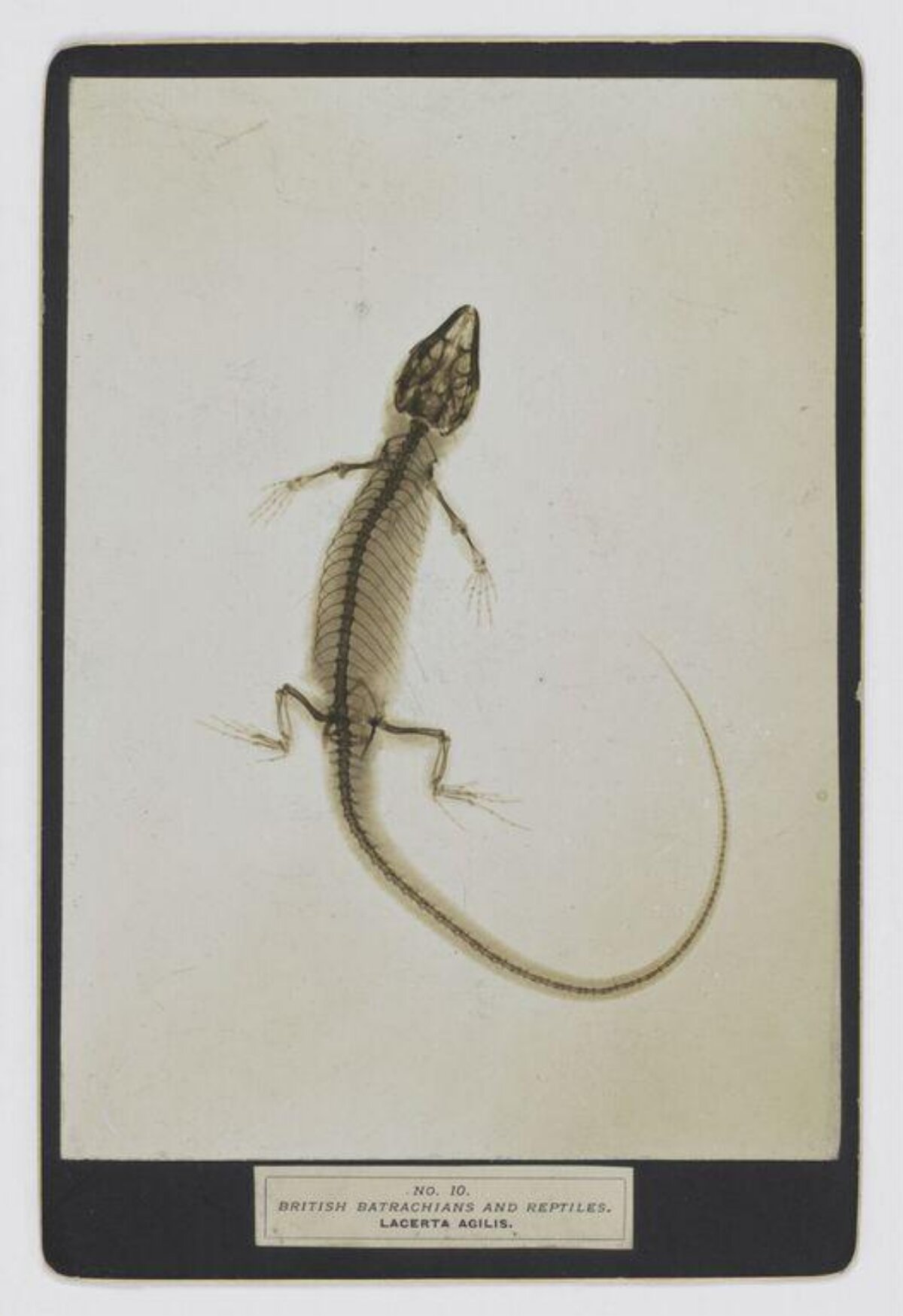 Vintage Sand Lizard Skeleton X-ray