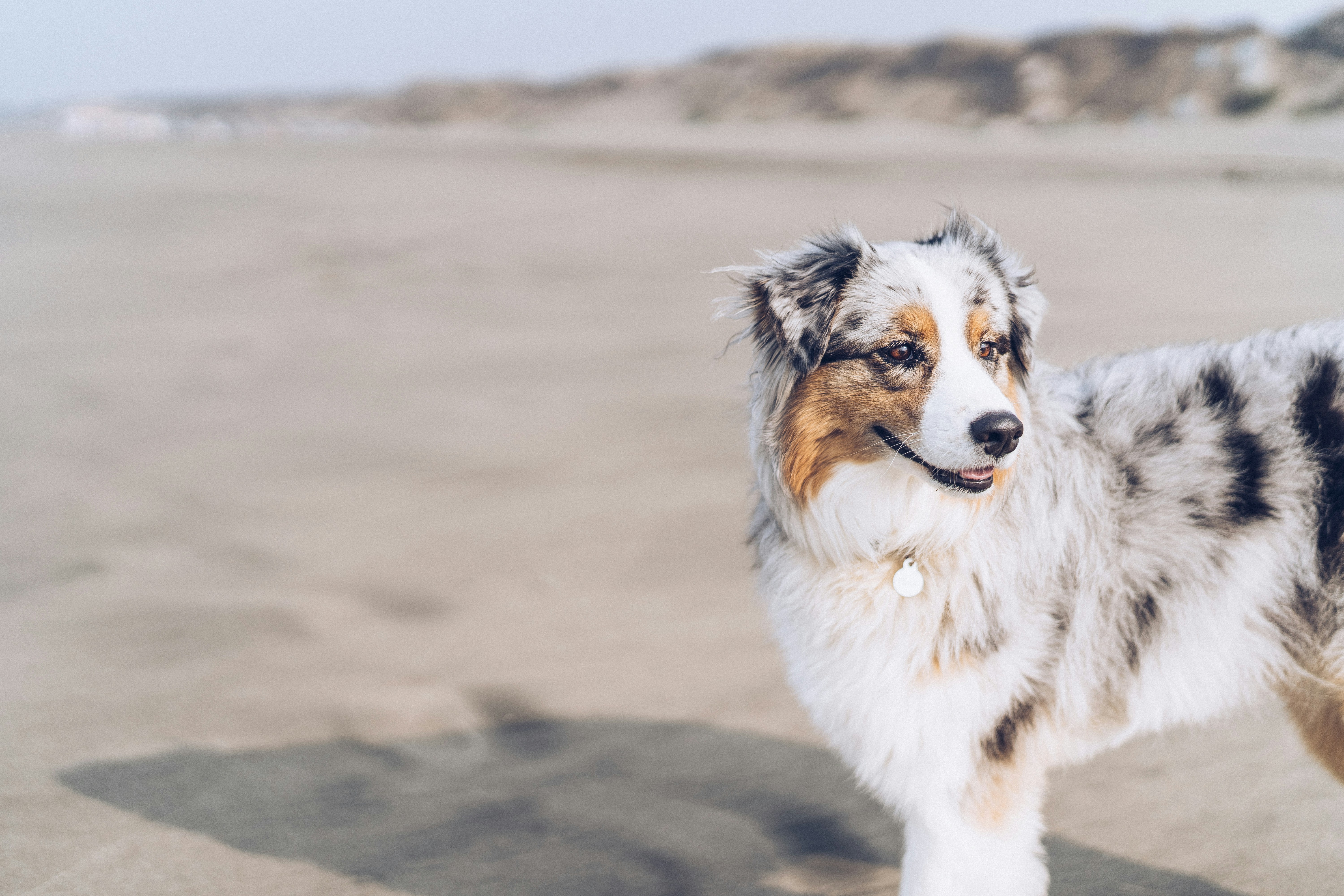 Australian Shepherd on Sandy Beach