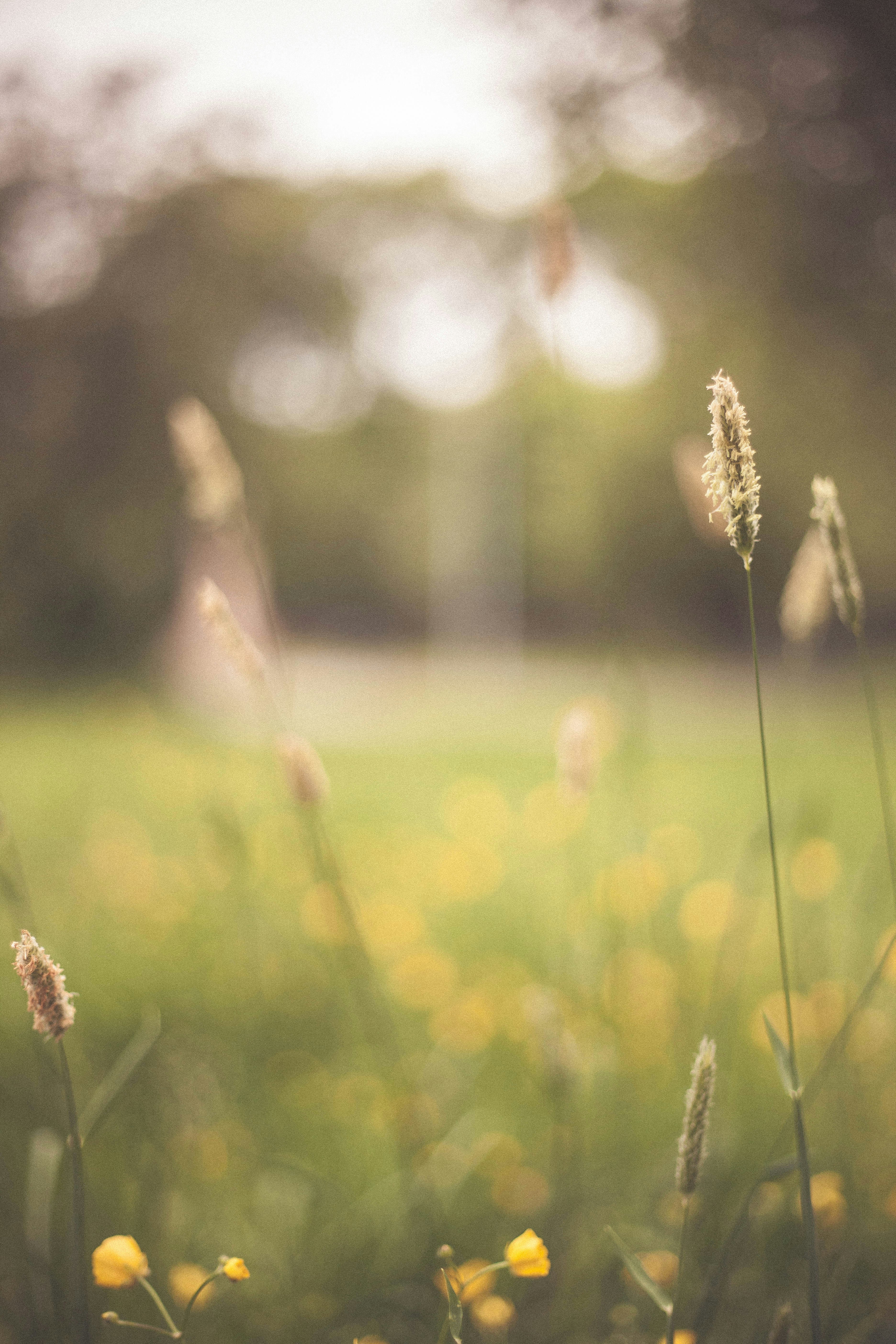 Sunlit Meadow Wild Grasses