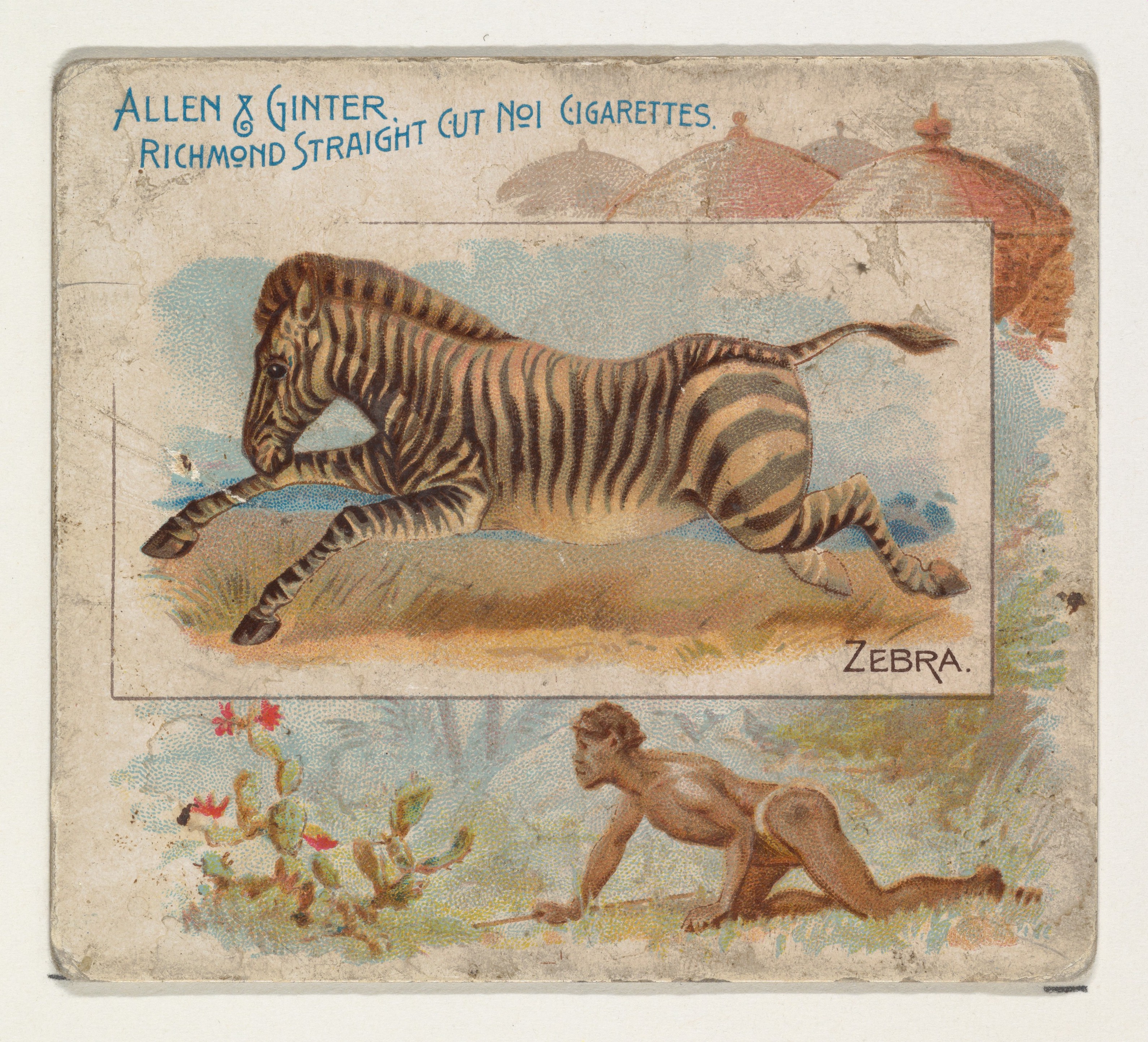 Vintage Zebra Cigarette Trade Card