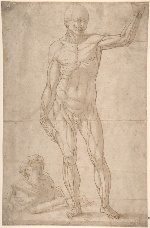 Anatomical Drawing of Standing Male Écorché