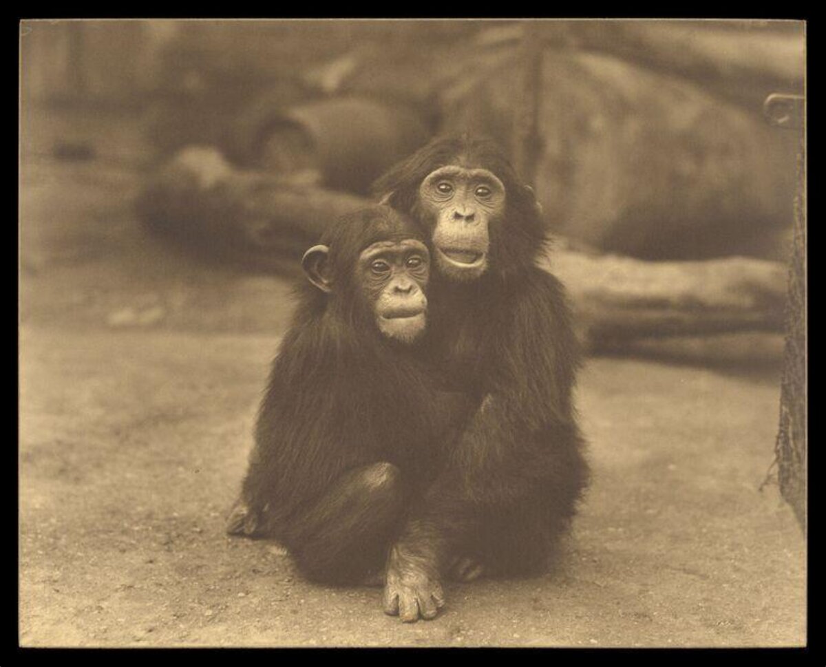 Two Hugging Chimpanzees